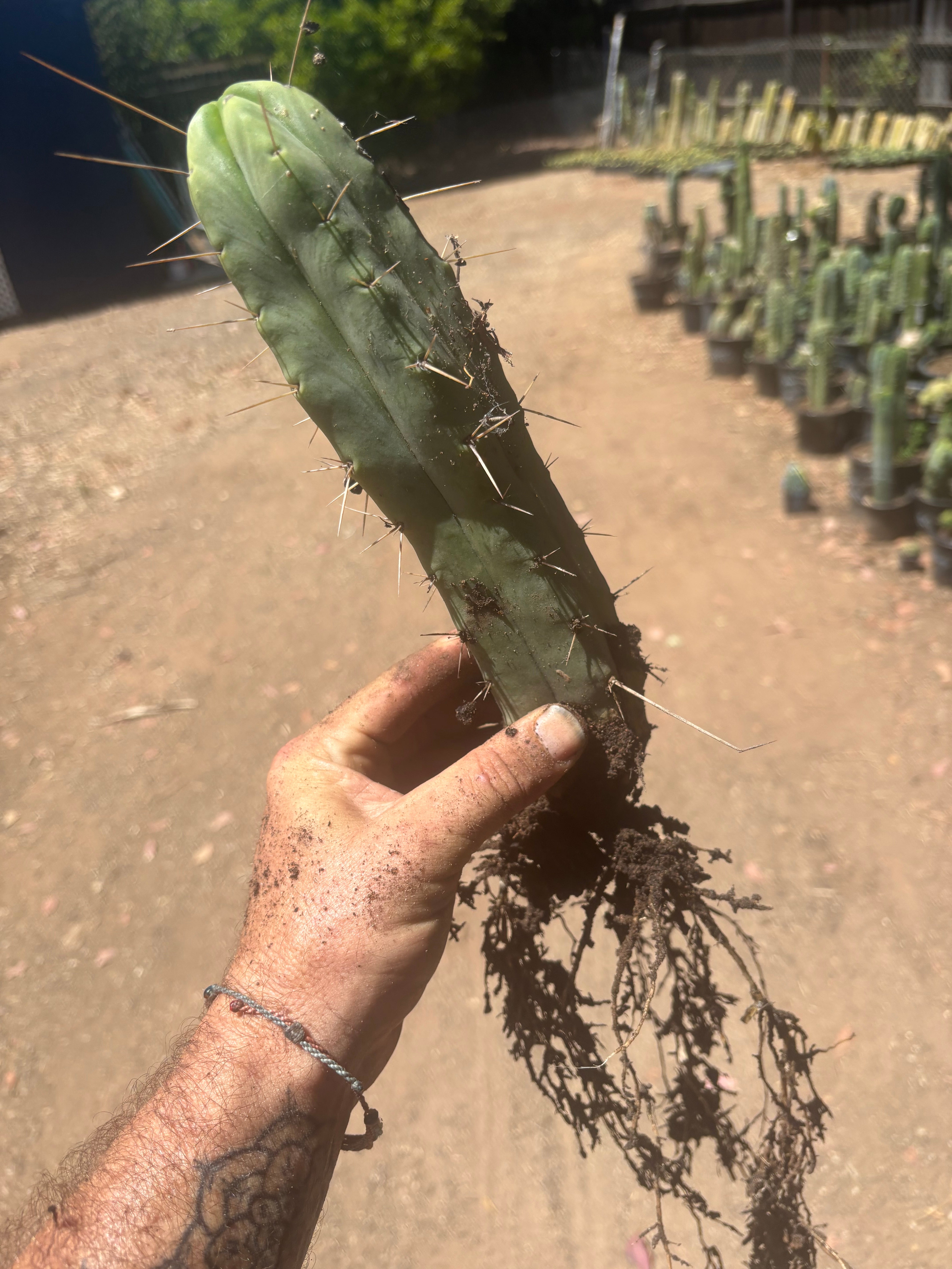 👑🌶️🌶️ Eileen — Fully Rooted 11” Tip