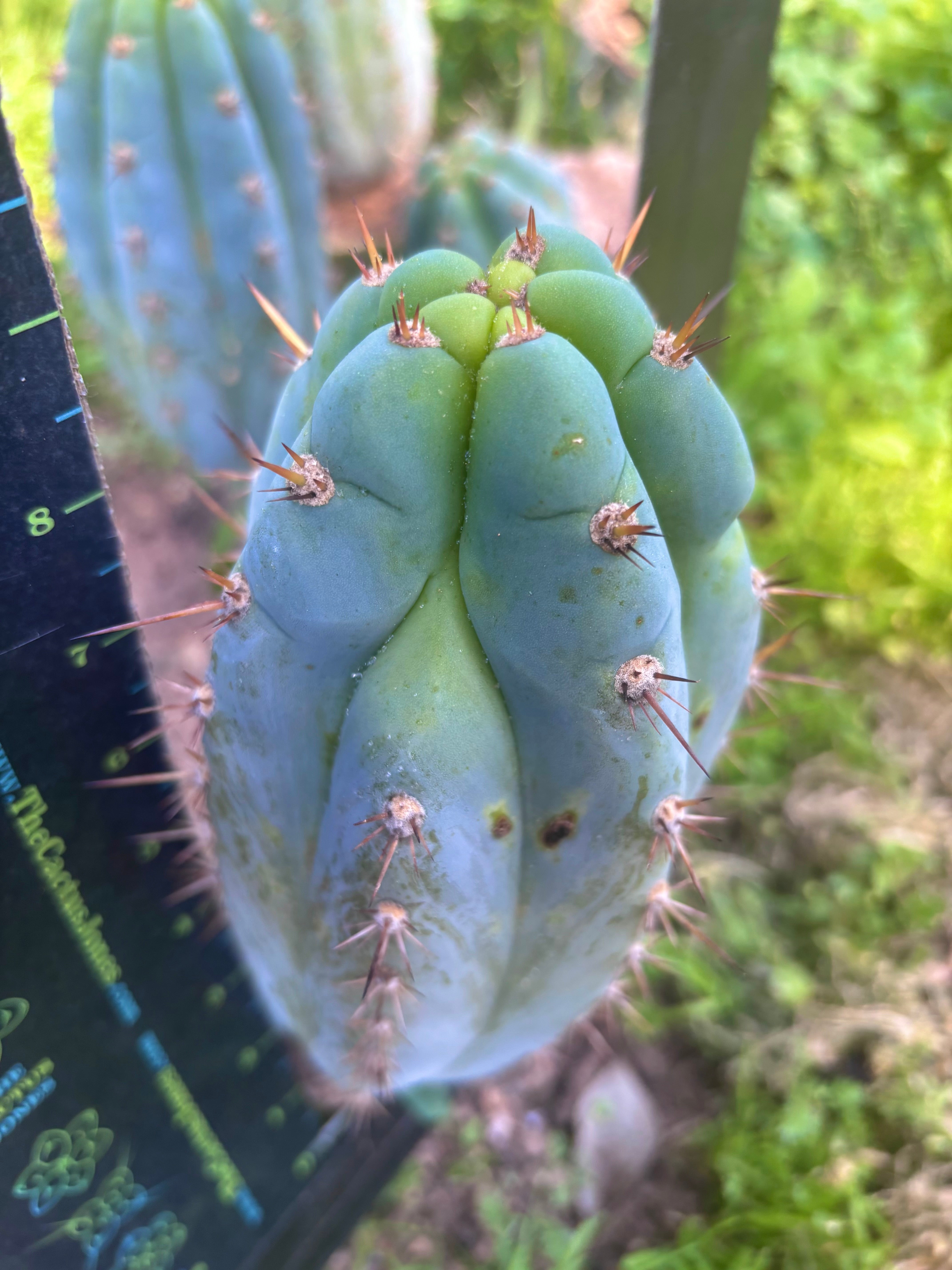 💎👑  Bart (Monassa Blue) — Fat 9” Pup