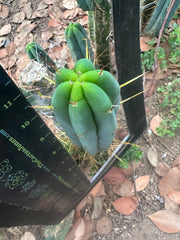 🌶️ Baker Helen Bridge — 12” Tip