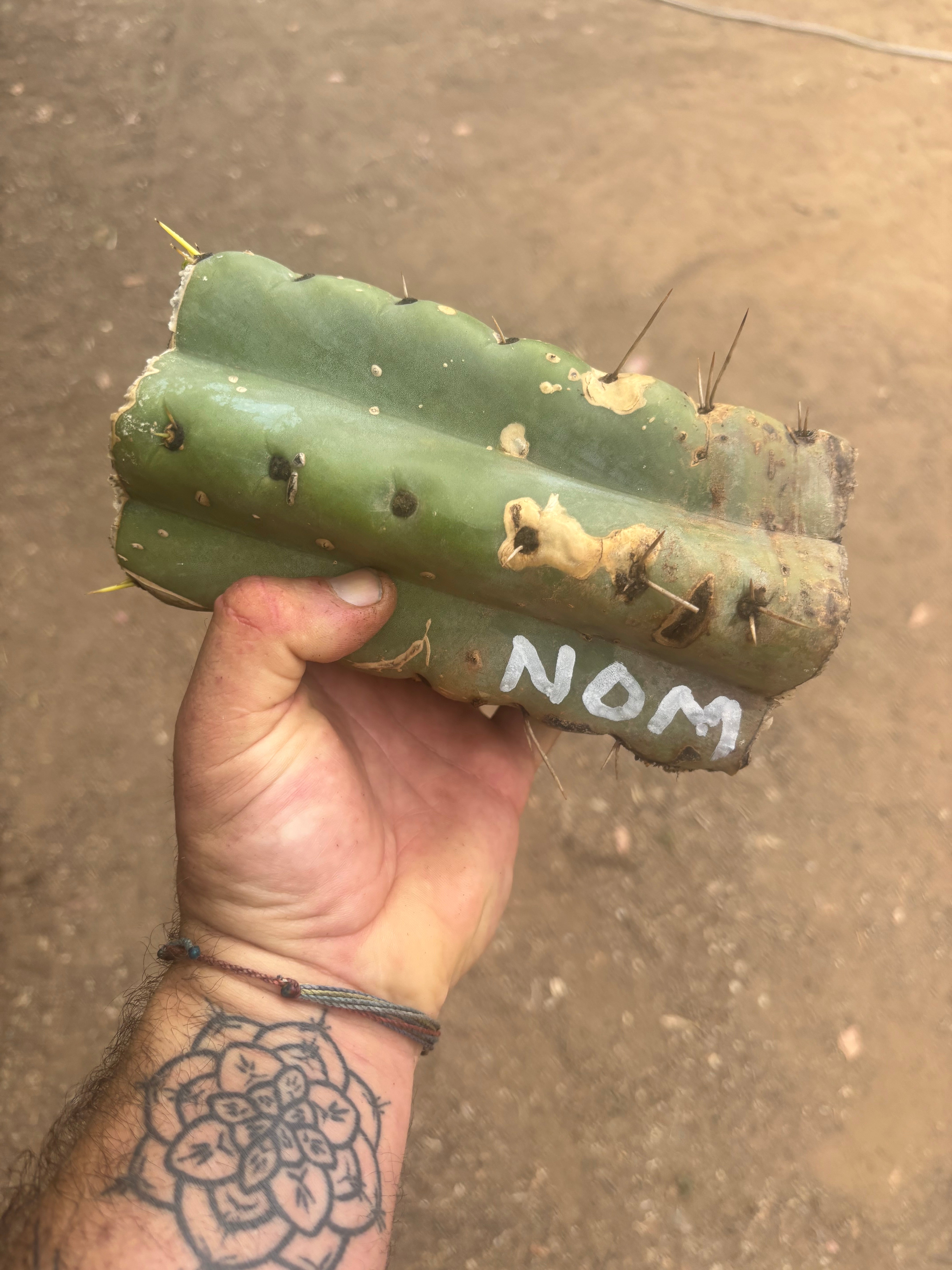 💎🌶️🌶️ NOM —  Beefy 9” Mid