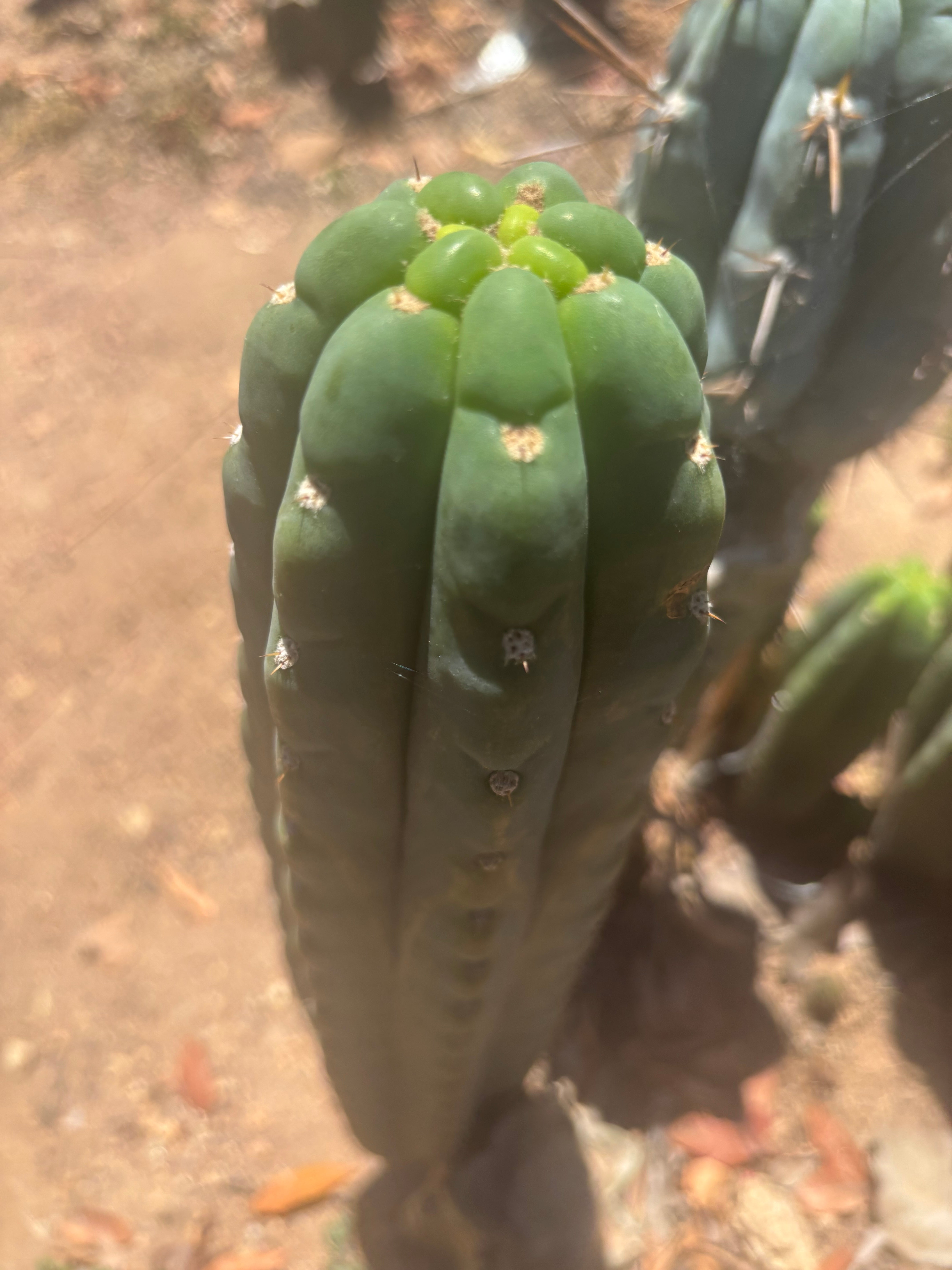 👑🌶️  Ichoca — 8” Tip