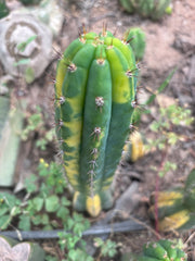 💎 Vari Pachanoi — 8” Tip