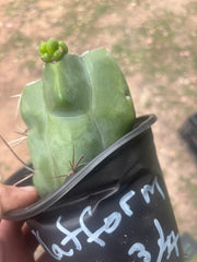 💎💎👑🌶️ Platform 9 3/4  — Rooted and Pupping Mid Chonk