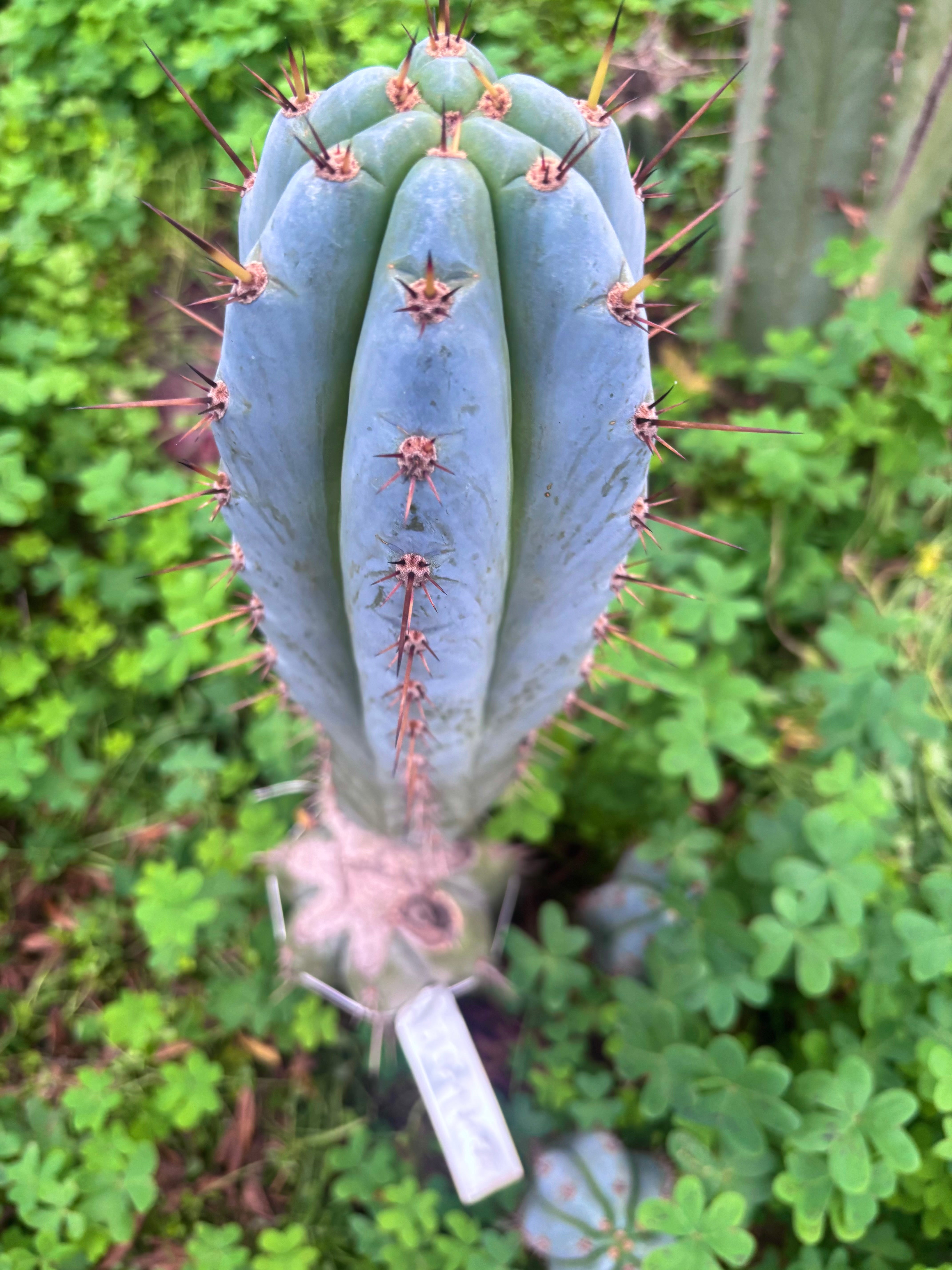 💎👑 BBG48.1540 — Thick 7” Tip