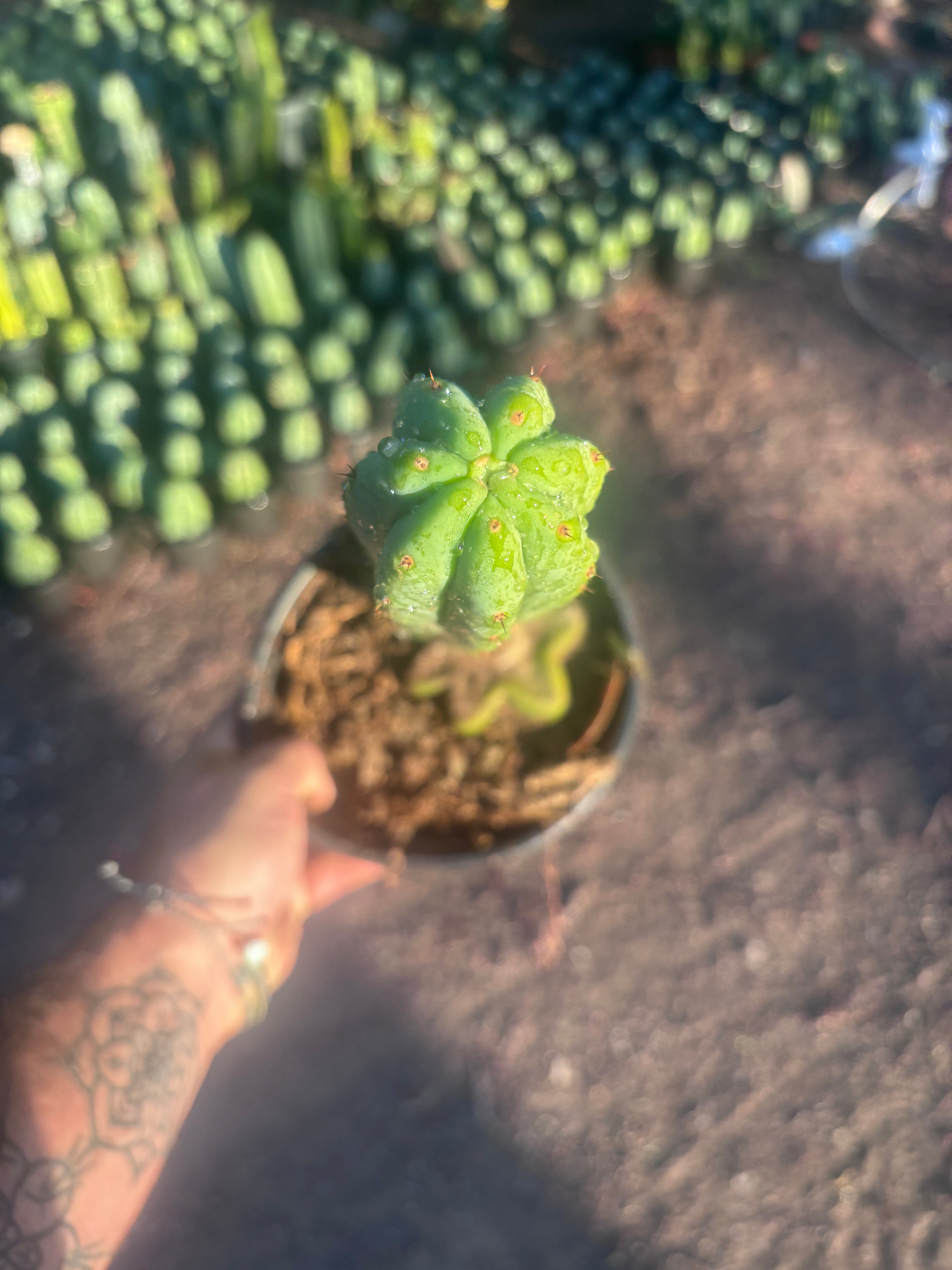 👑🌶️🌶️ Ogun — Rooted Mid with 13” Pup