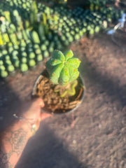 👑🌶️🌶️ Ogun — Rooted Mid with 13” Pup