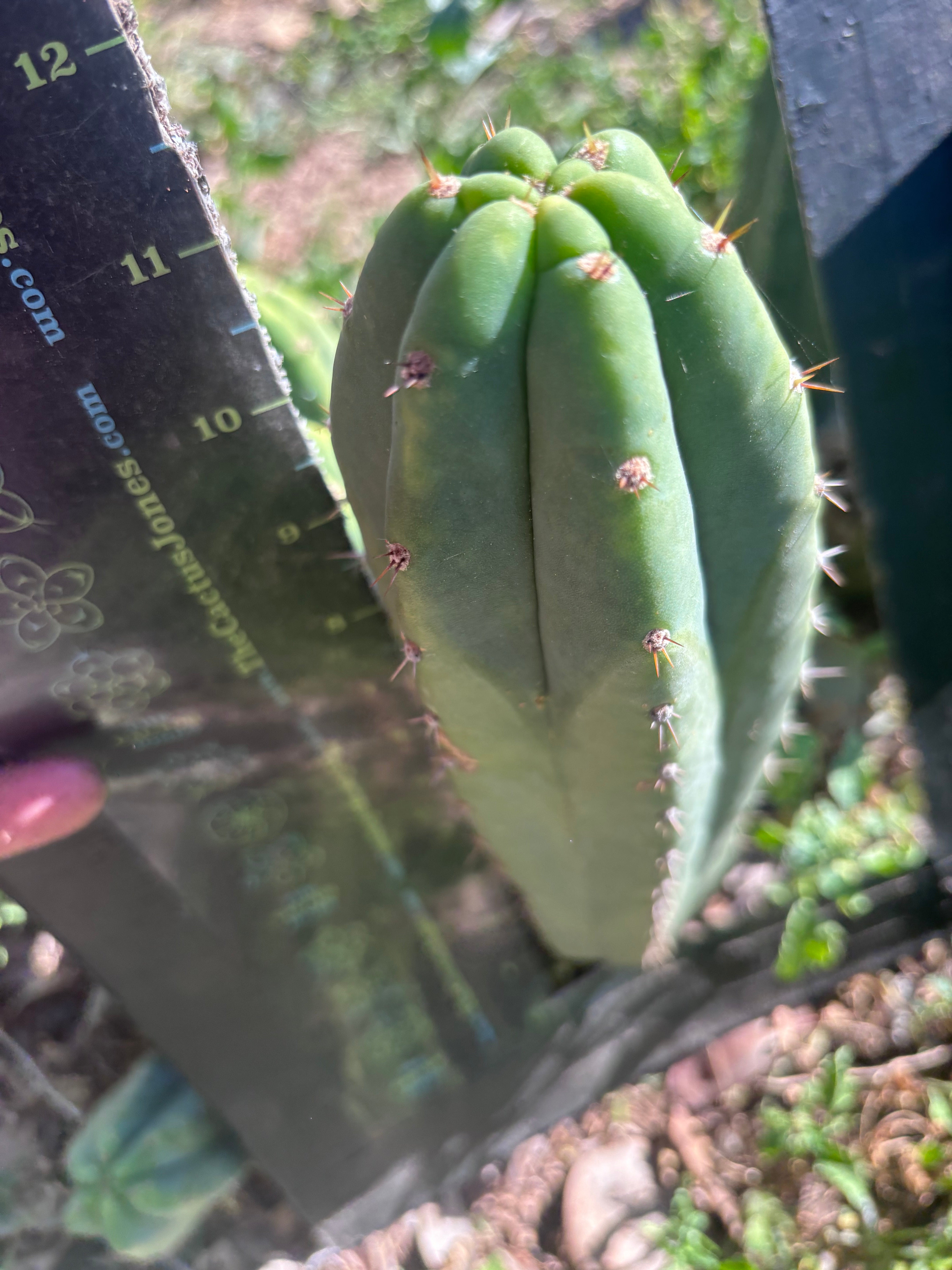 👑🌶️🌶️ Landfill — 11” Pup