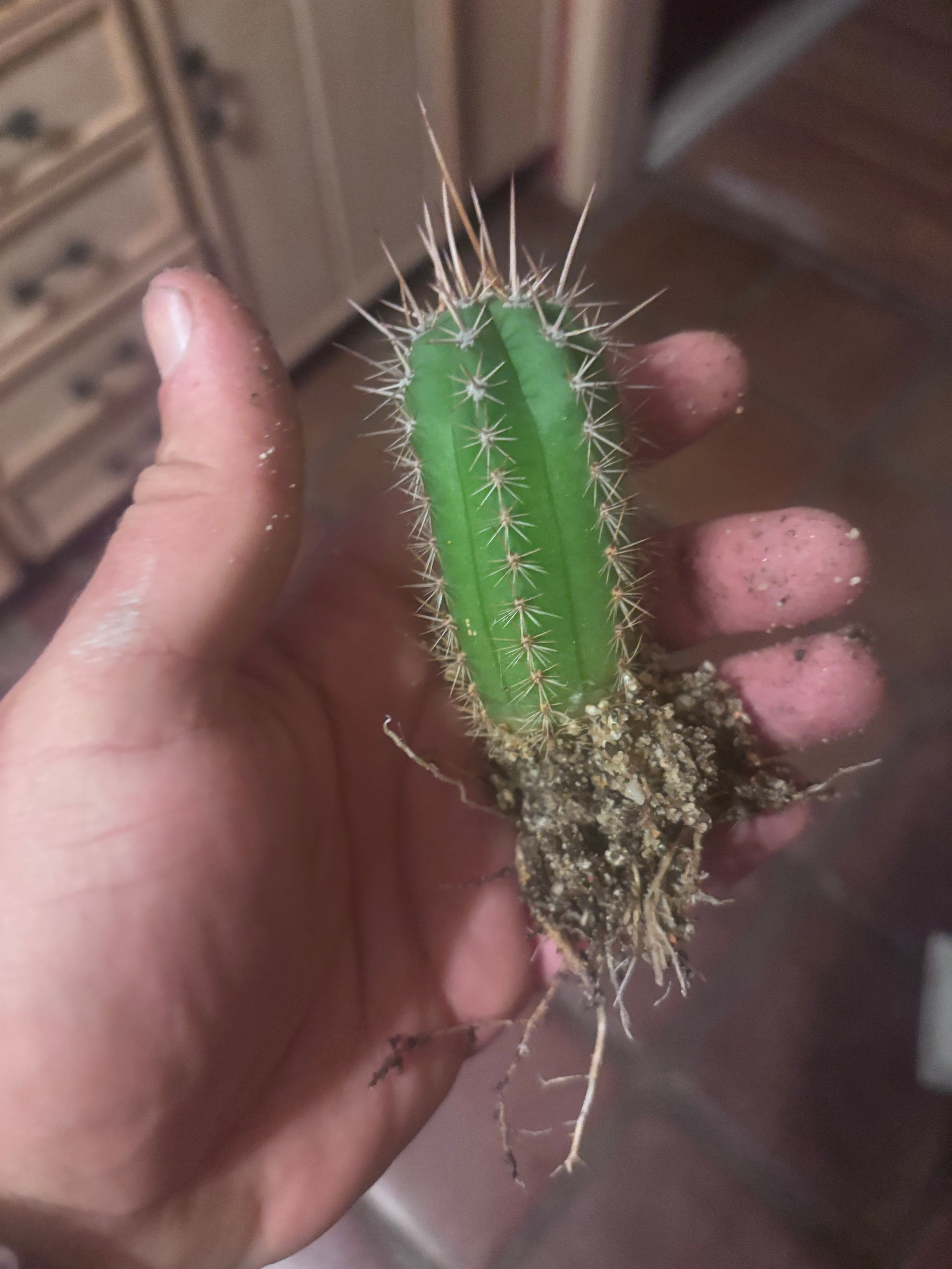 (New) FREE ADD-ON — Jones Pink x 336 Seedlings