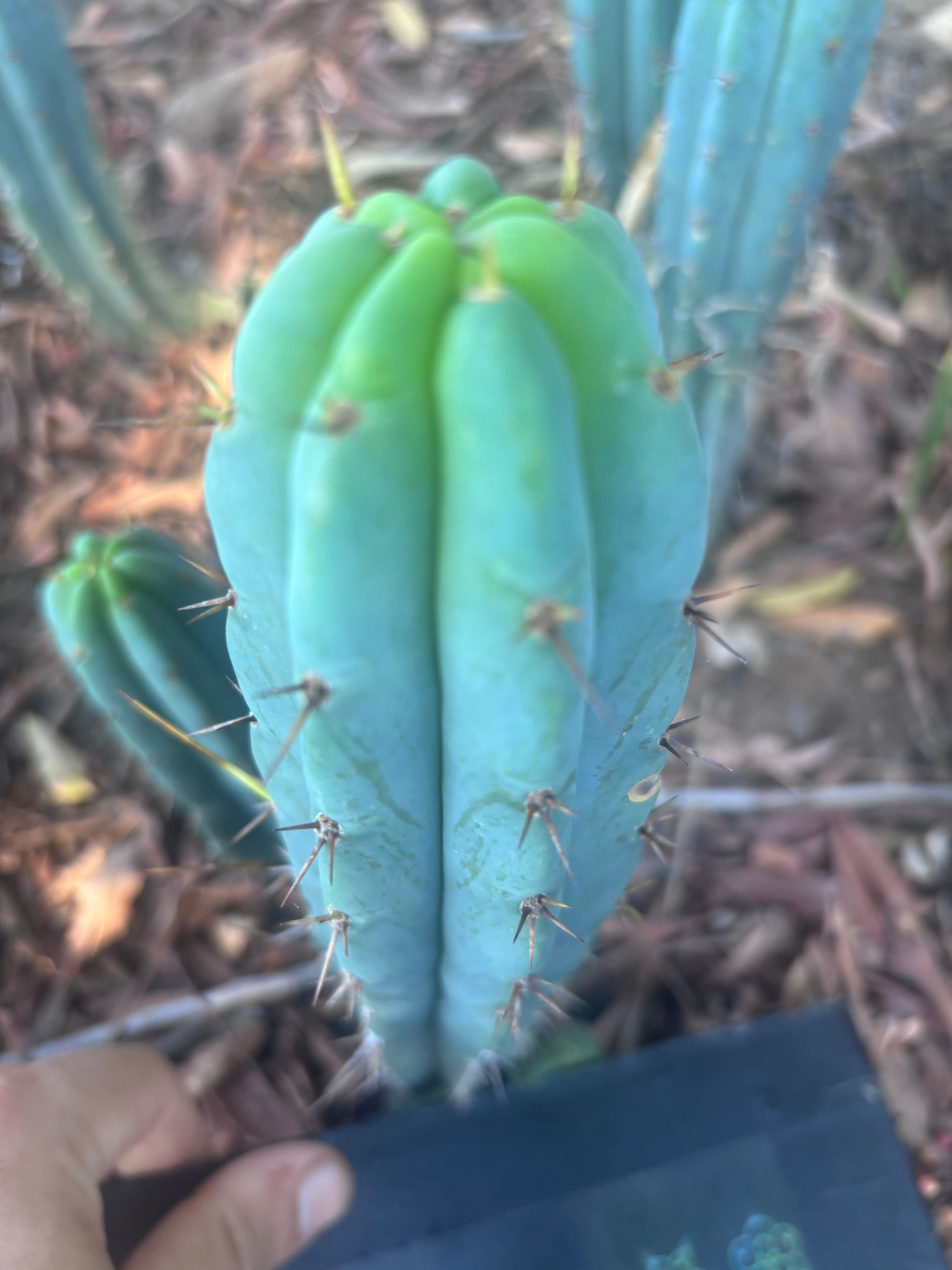 👑🌶️🌶️ Pala! — 9” Tip