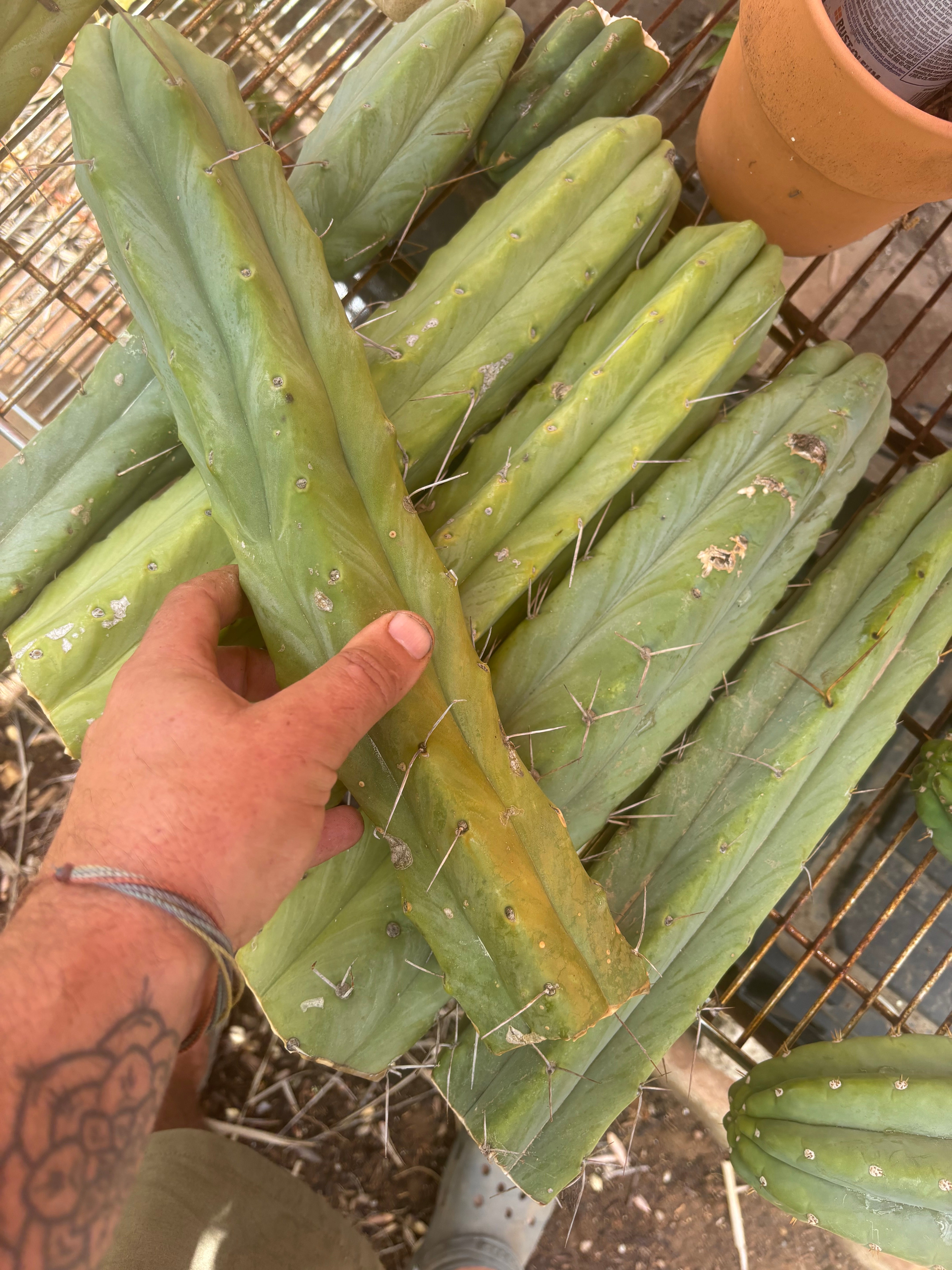 👑🌶️🌶️  Jiimz Twin Spine — XL Mature 15” Tips (Restocked Again)