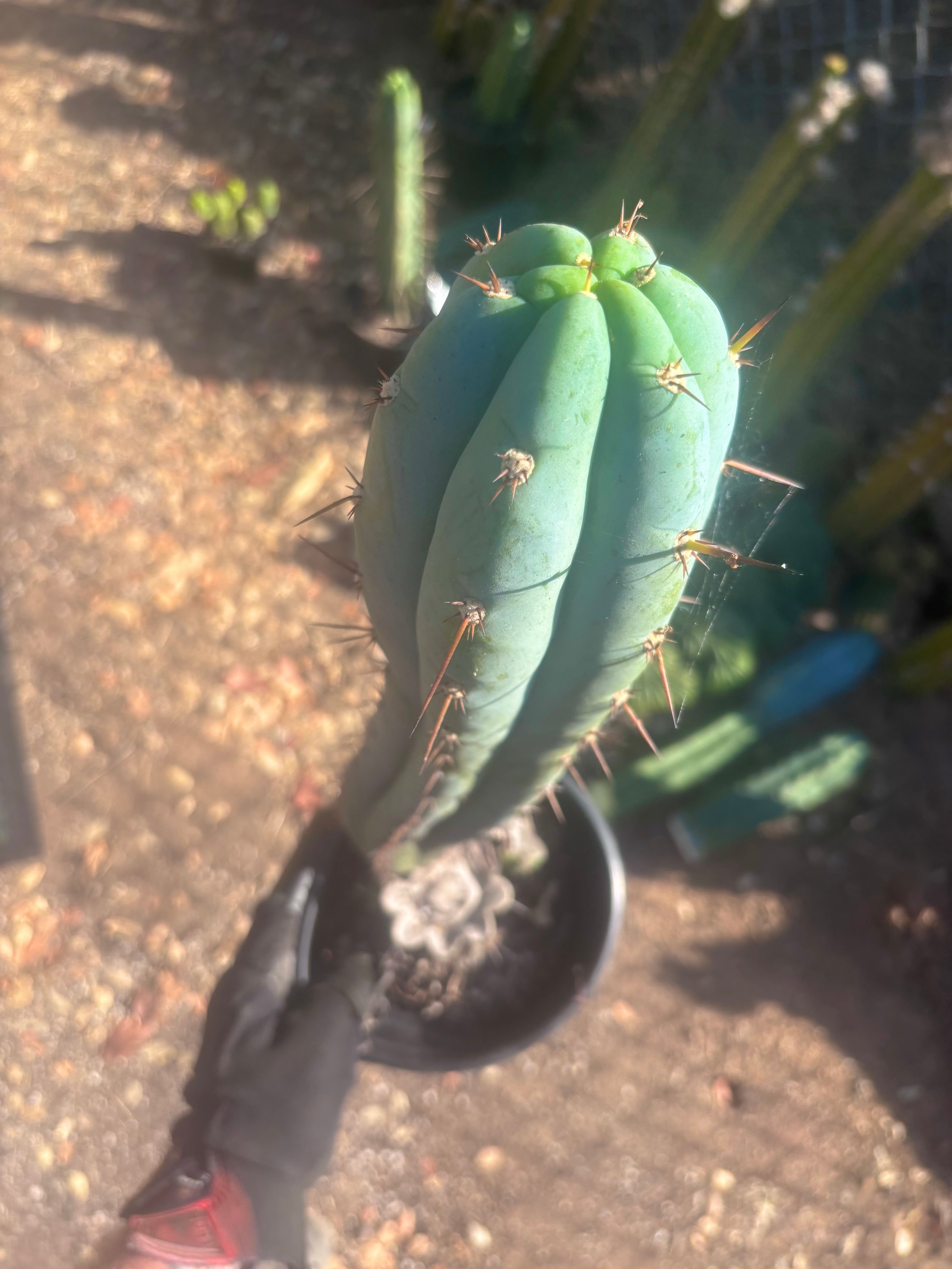 💎 Sharxx Blue x Rosei 2 — XL Rooted