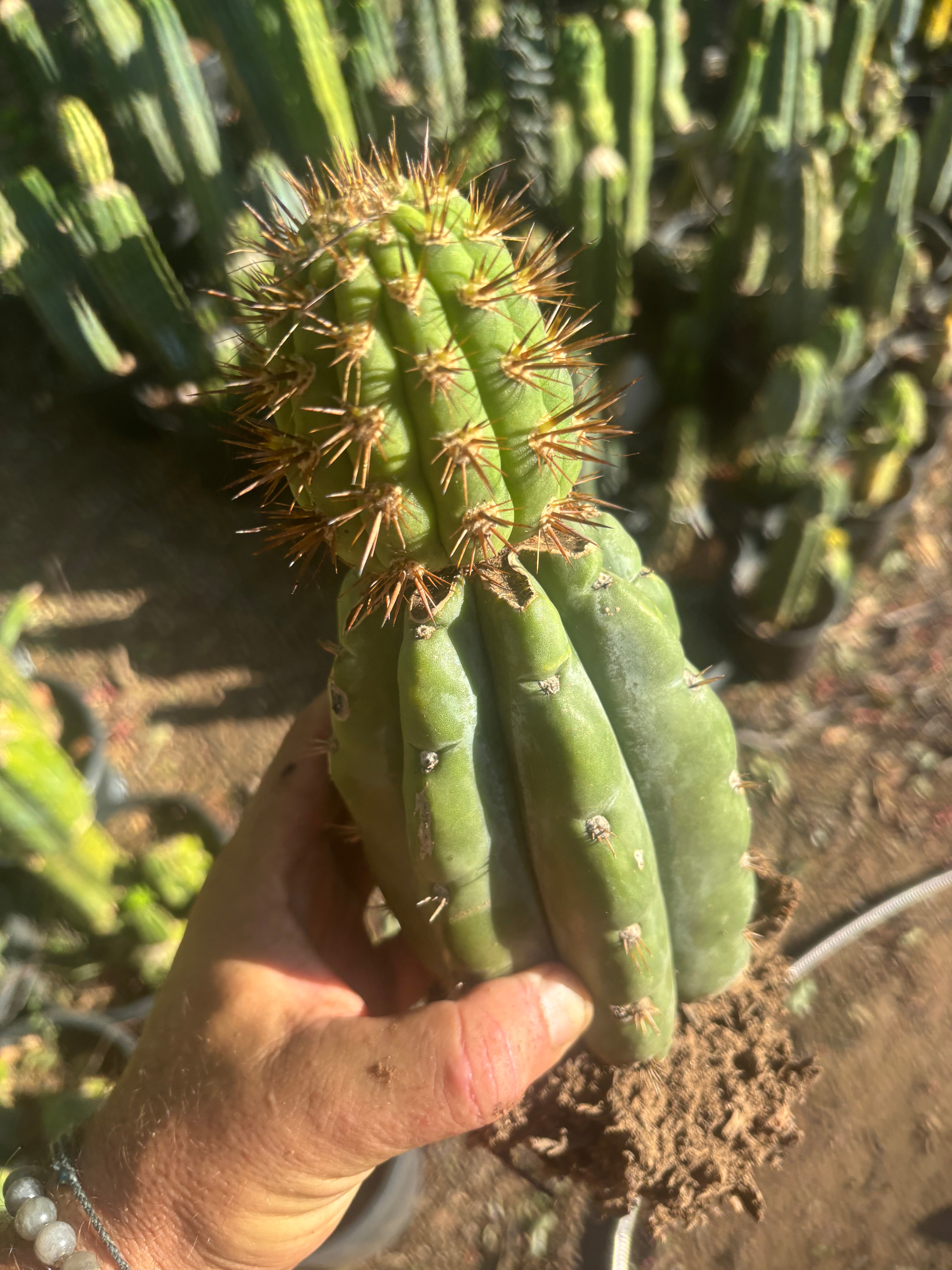 💎👑💎 T. Coquimbanus — Established Tip Graft on Rooted Shine01