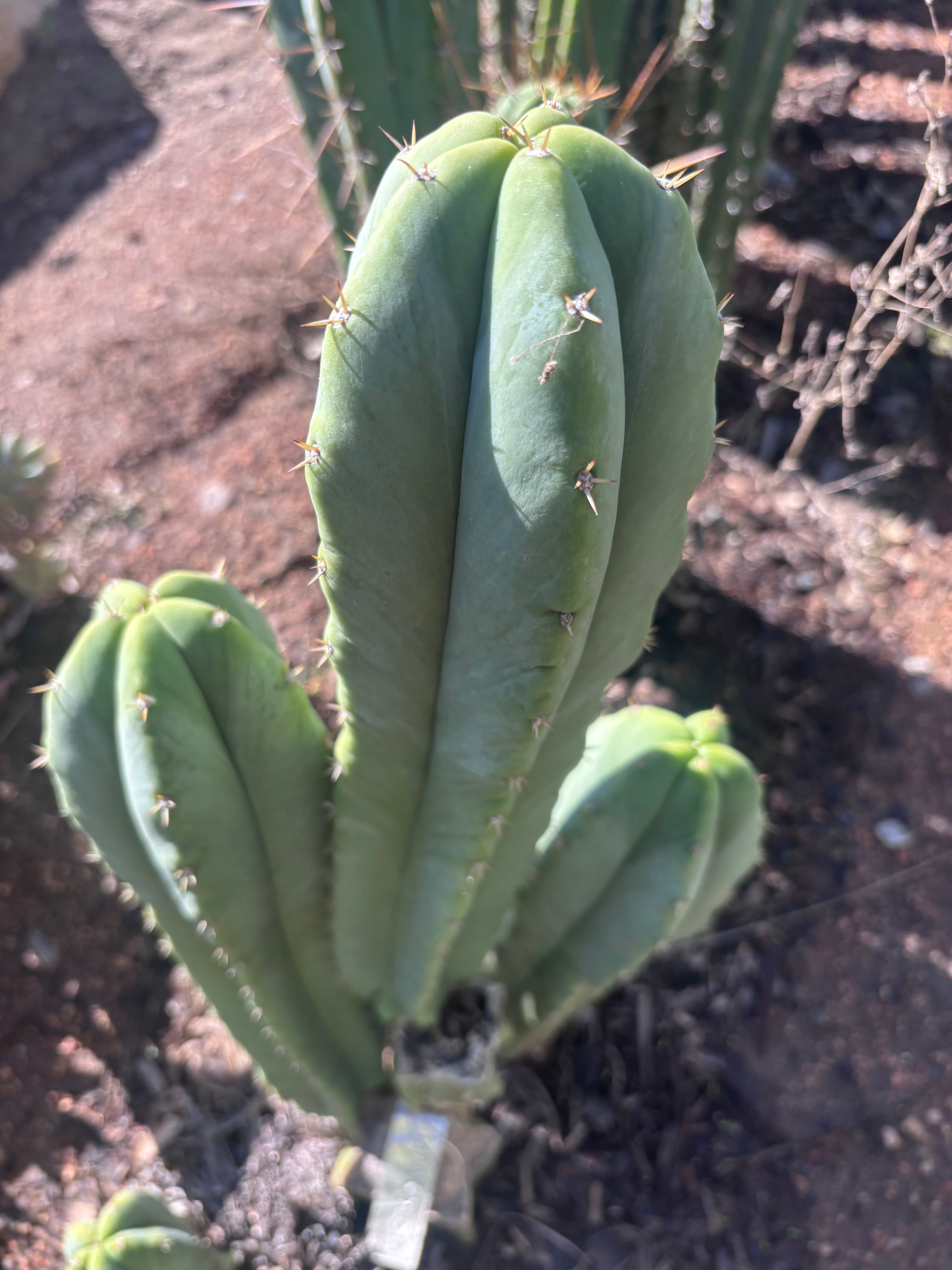 🌶️ Jada x Scop — XL 15” Pup