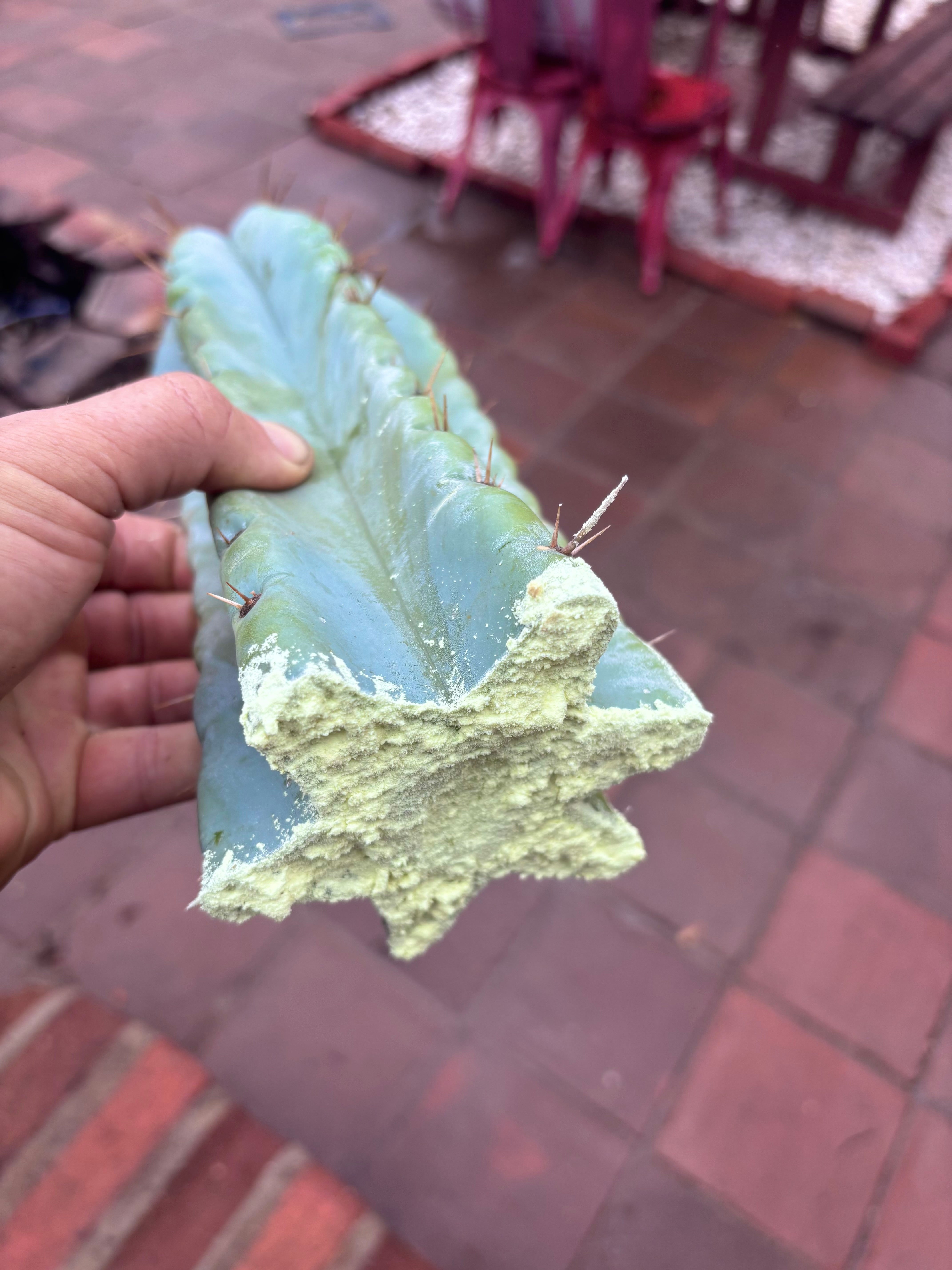 💎🌶️ Noid of the Moment — XL 14” Tip