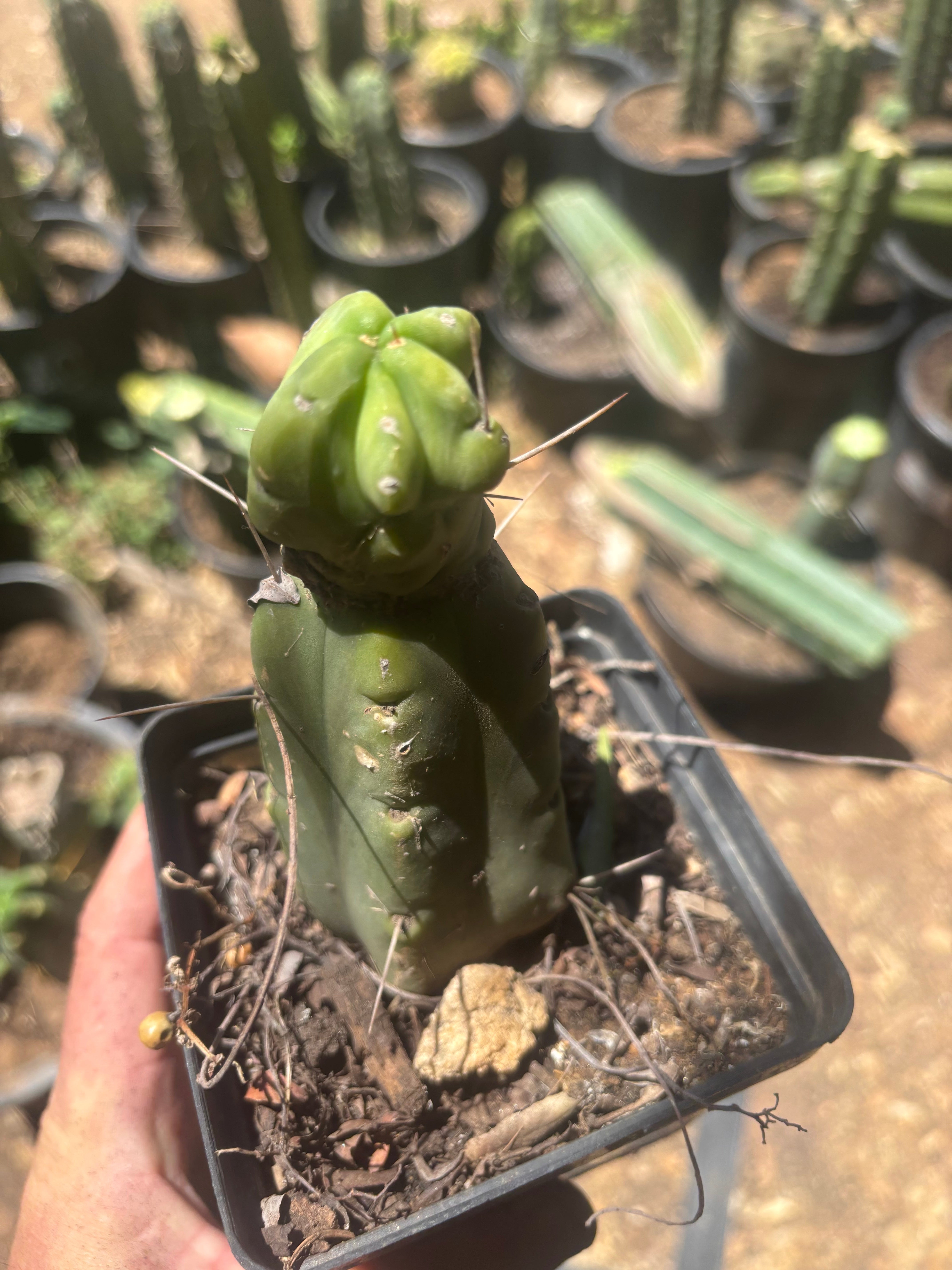 👑🌶️🌶️ Dulzura Wax — Small Rooted Tip