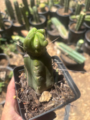 👑🌶️🌶️ Dulzura Wax — Small Rooted Tip