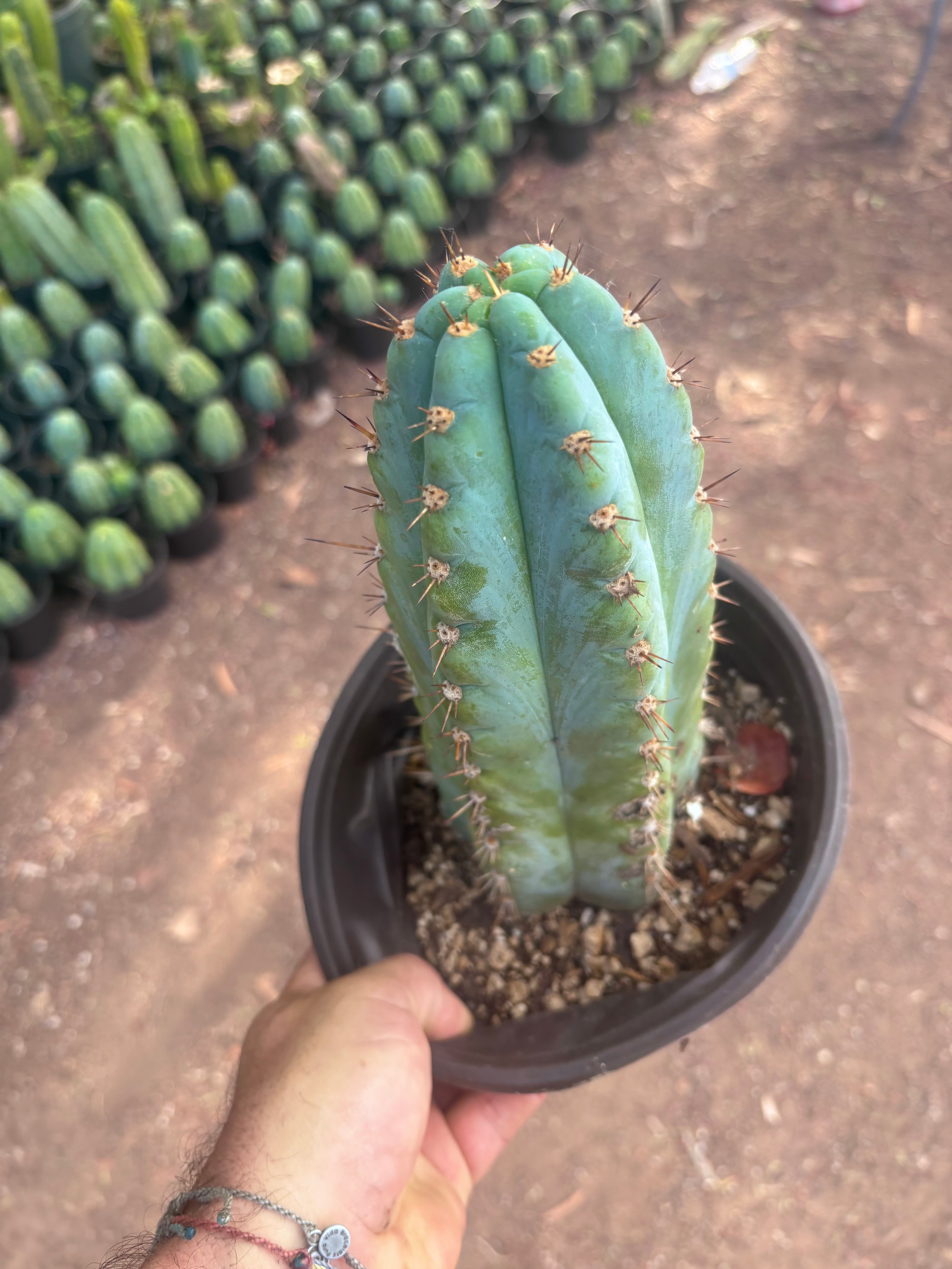 💎👑💎 Papa Smurf — Chonky 12” Rooted Tip