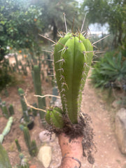 (🌶️) Lumberjack x Huaraz — Seed Grown Mini Stand