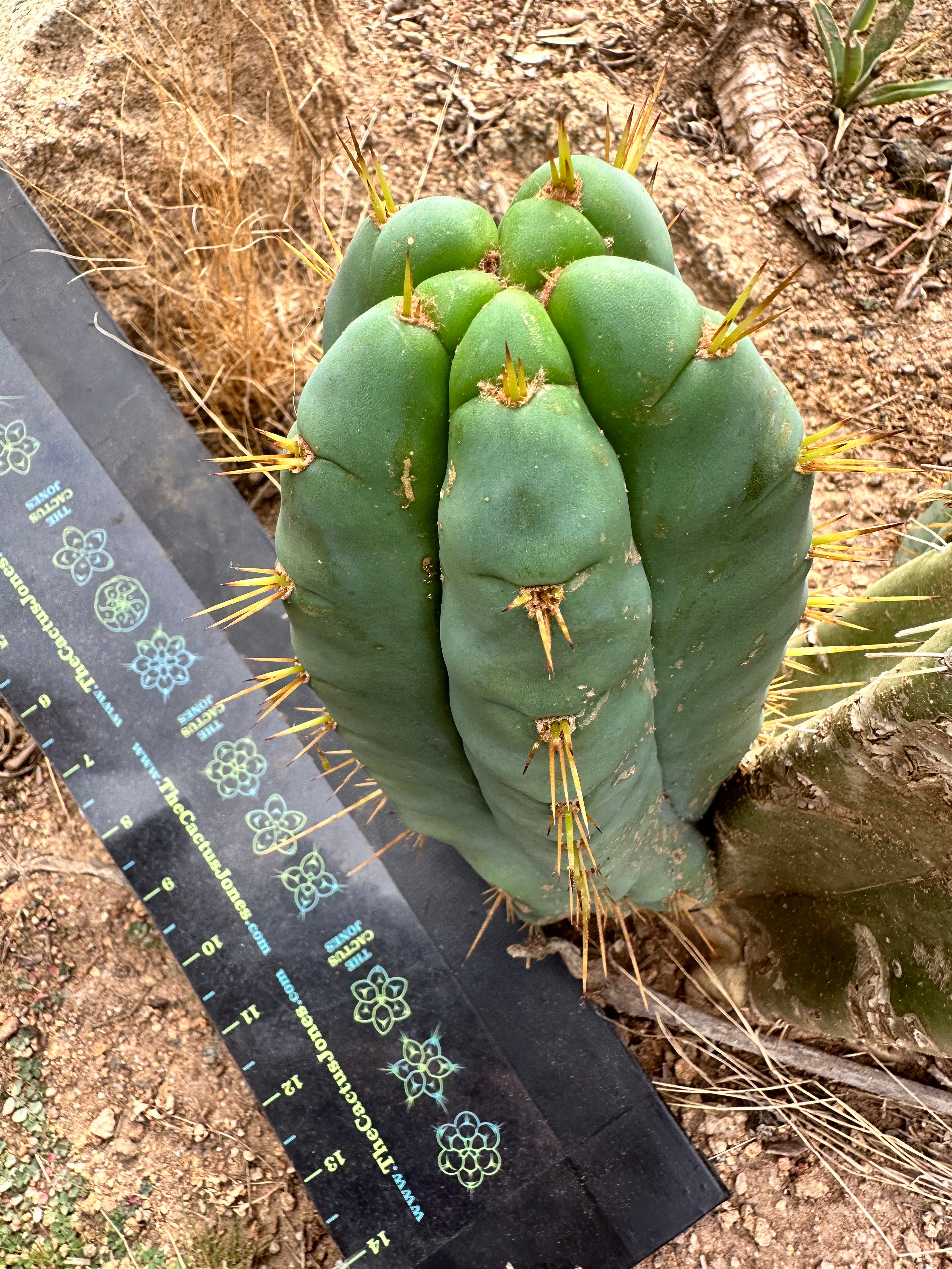👑 Lotusland Huanu — FAT Blue 10” Pup