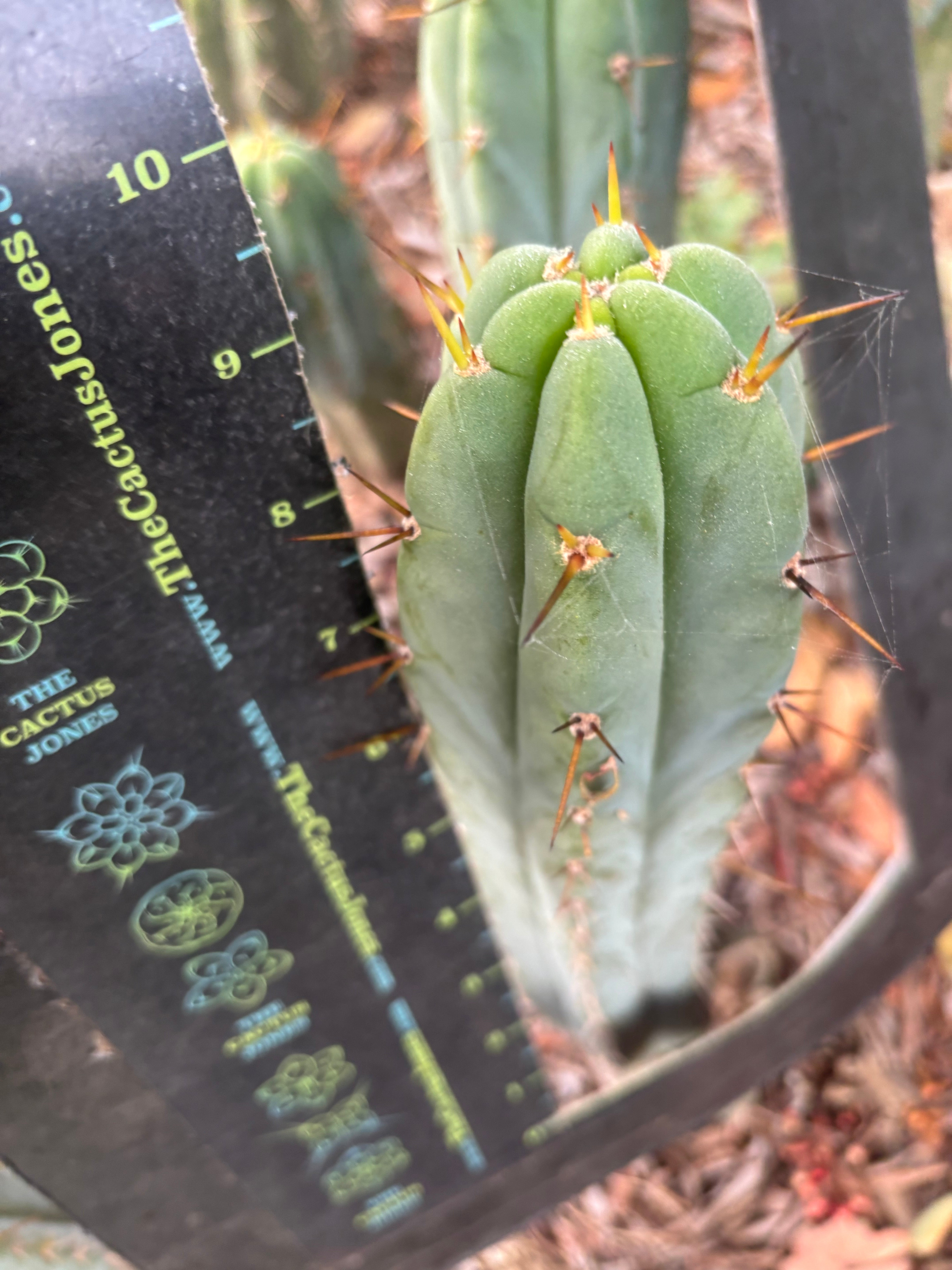 👑🌶️🌶️ Pala — Another 9” Tip