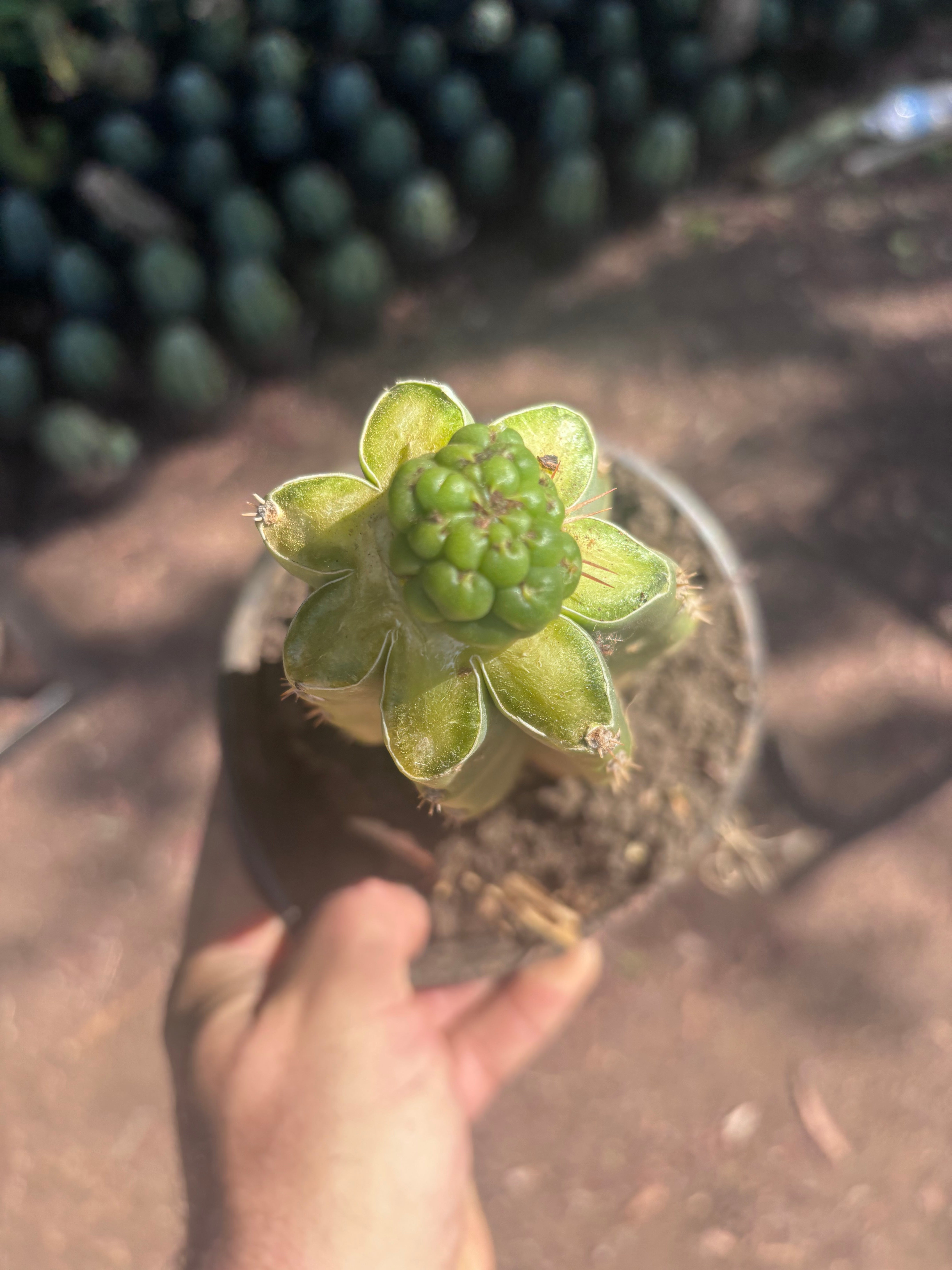 💎👑💎 Havran — Graft on Rooted PC