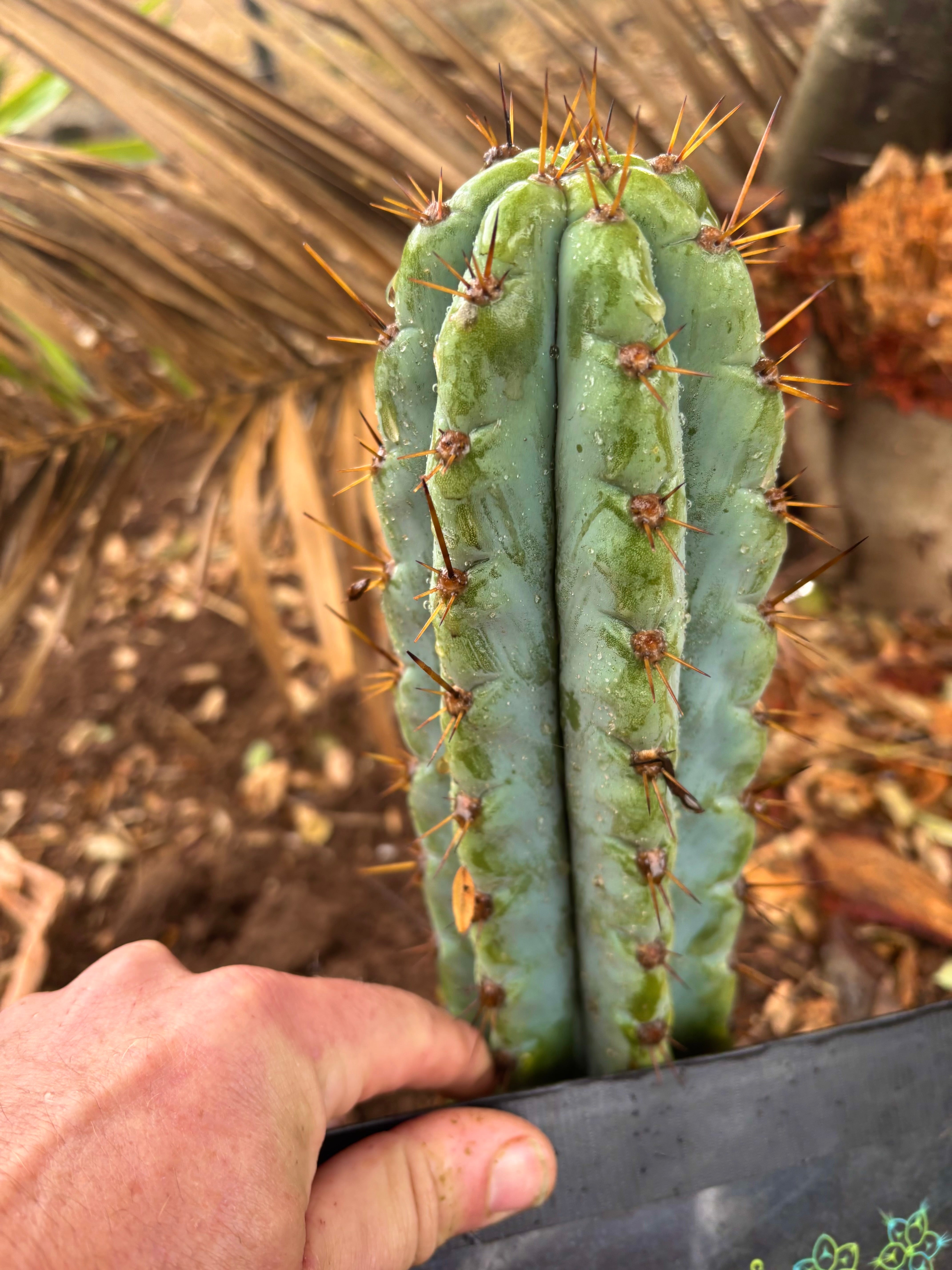👑💎 Papa Smurf — 8” Tip