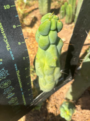 💎👑💎🌶️ Brusina — First Release — 10” Pup