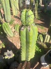 👑💎🌶️  CSD — Another Beefy Tip Graft