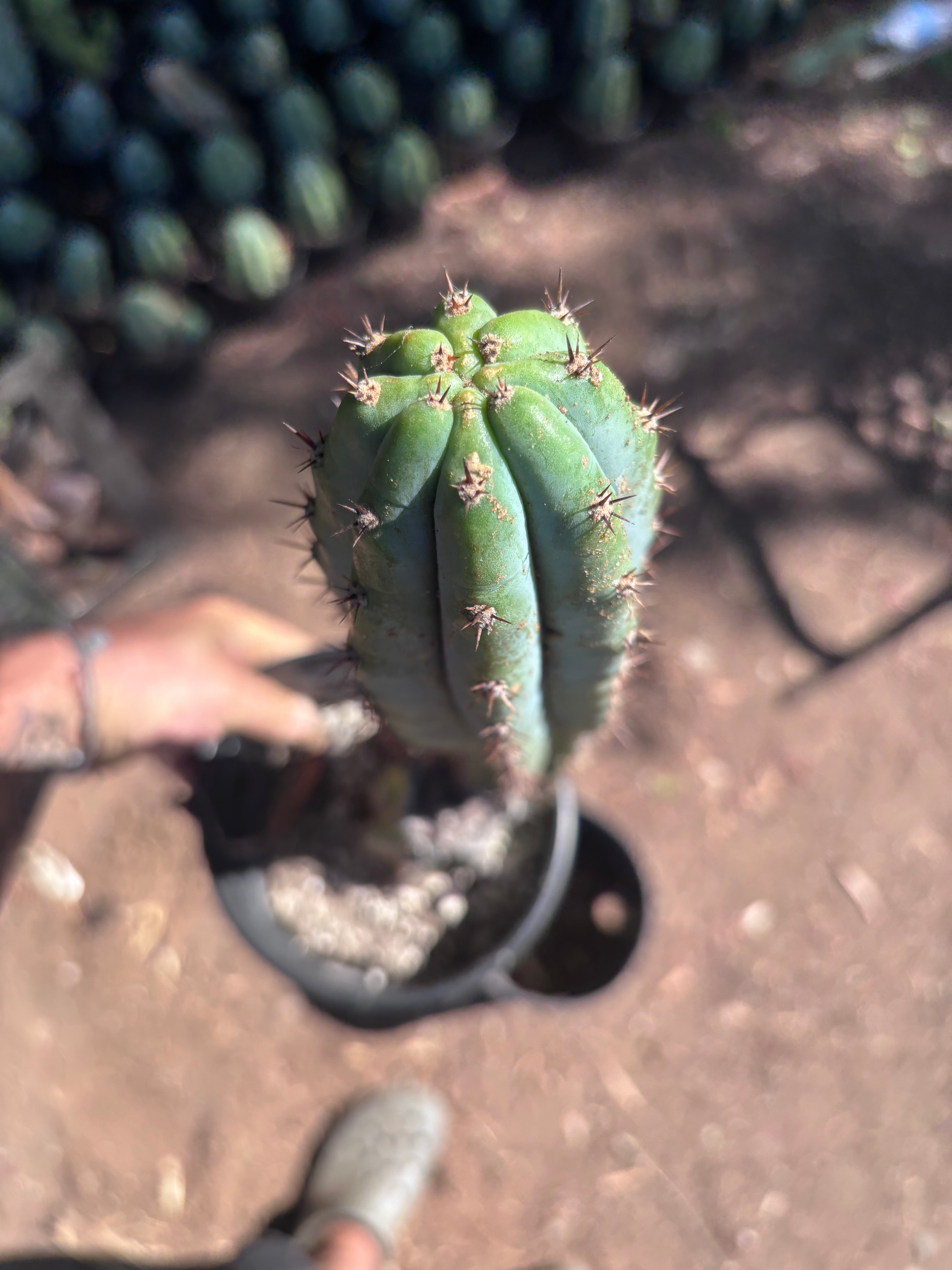 👑 Moran — Fully Rooted 15”