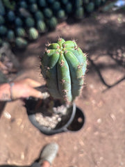 👑 Moran — Fully Rooted 15”