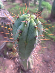 👑💎🌶️ CSD — 6.5” Tip