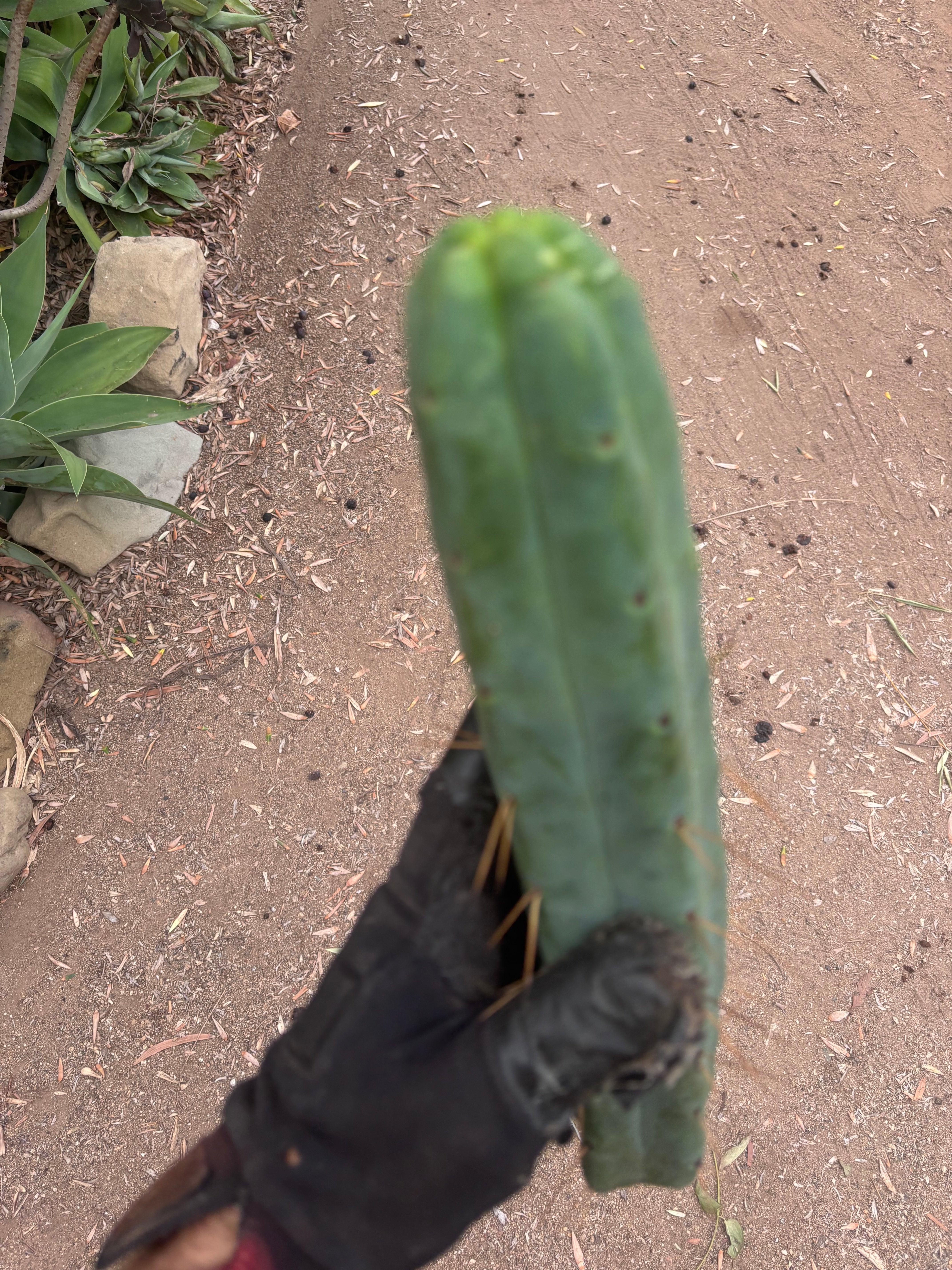 👑🌶️🌶️  Jiimz Twin Spine — 13” Tips (4)