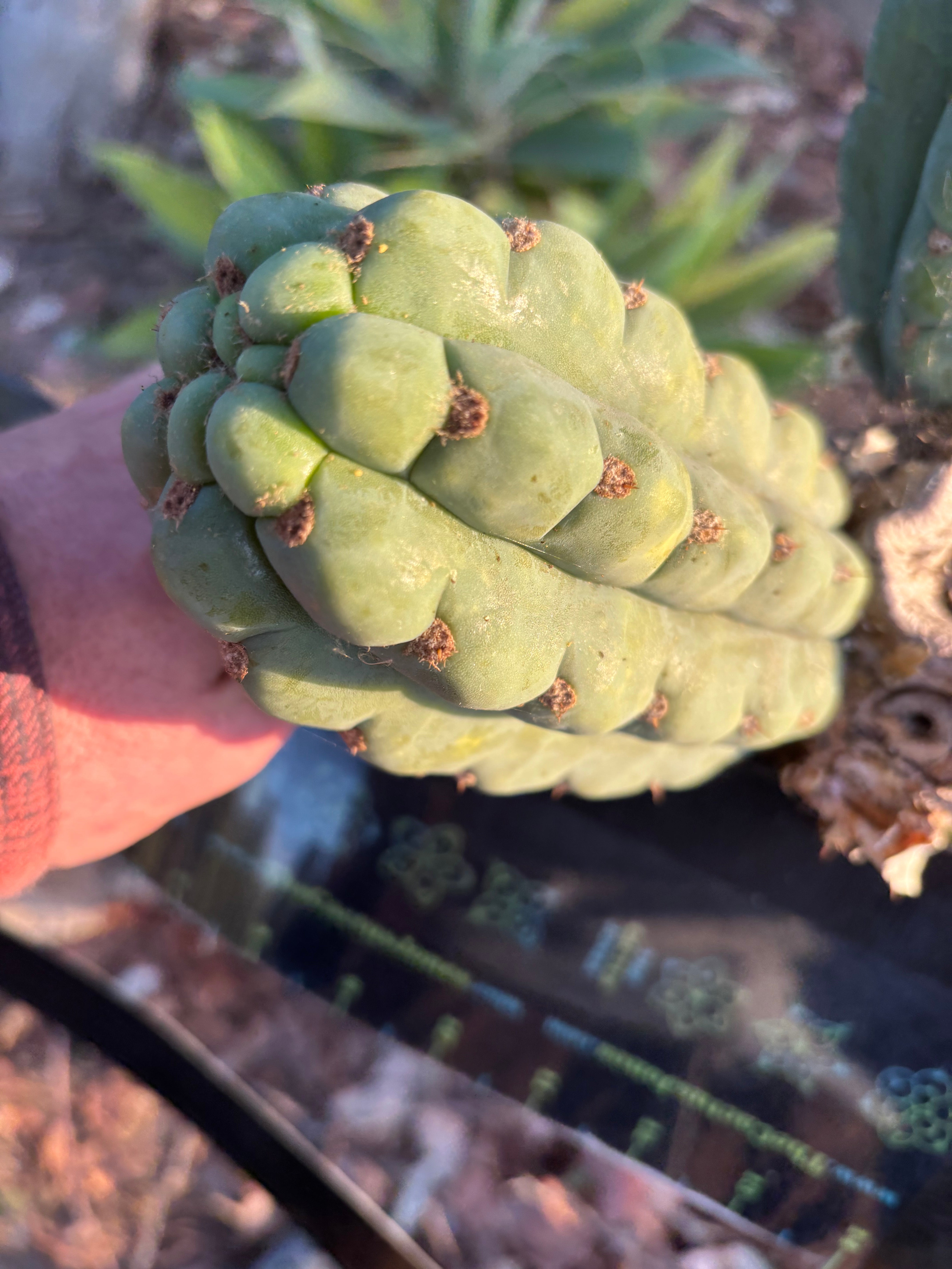 💎👑🌶️ Ichoca — 5.5” Grenade