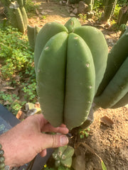 👑🌶️ Zulk — 9.5” Melon