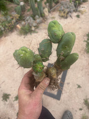 👑🌶️🌶️  TBM Clone B — XL Fully Rooted