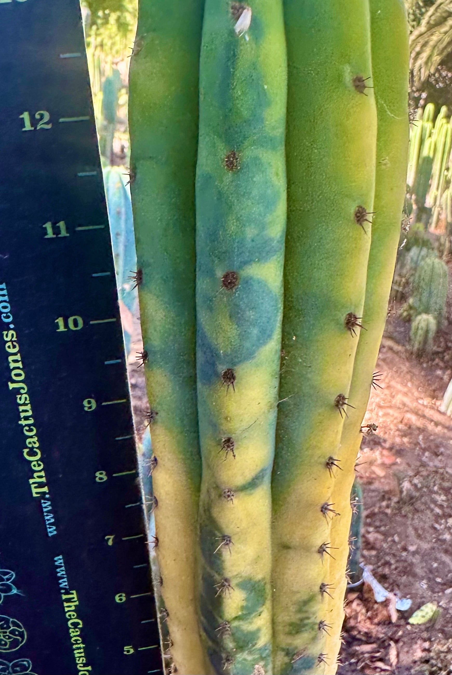 💎👑 Neon —  13” Tip