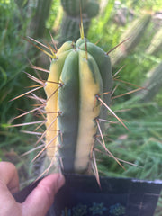 💎💎👑🌶️ MJC01  — 6” Tip