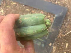 👑💎🌶️  CSD — Another Pup Graft on Rooted Pierre