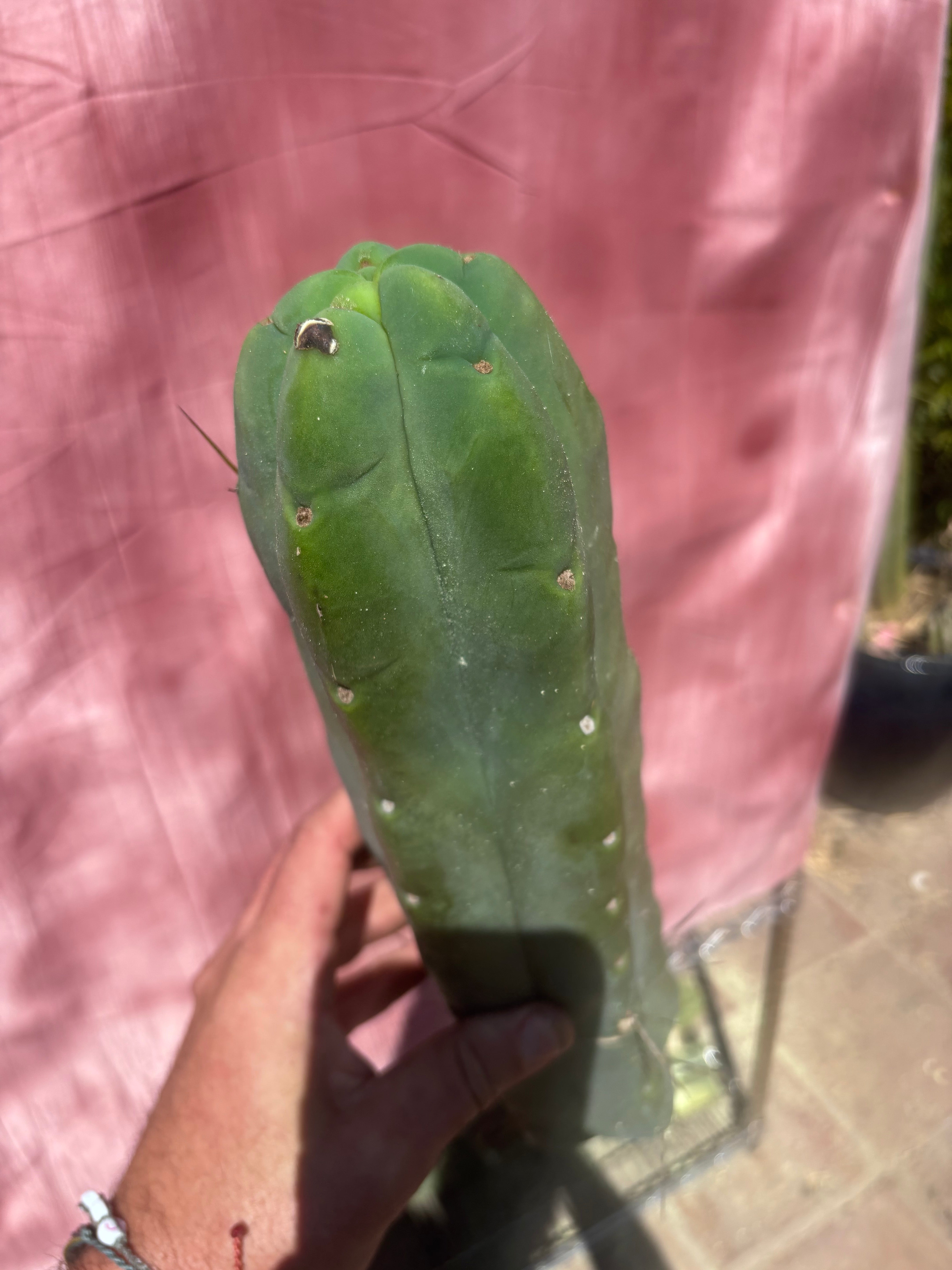 👑💎🌶️🌶️ Eileen — 13” Biggie Tip