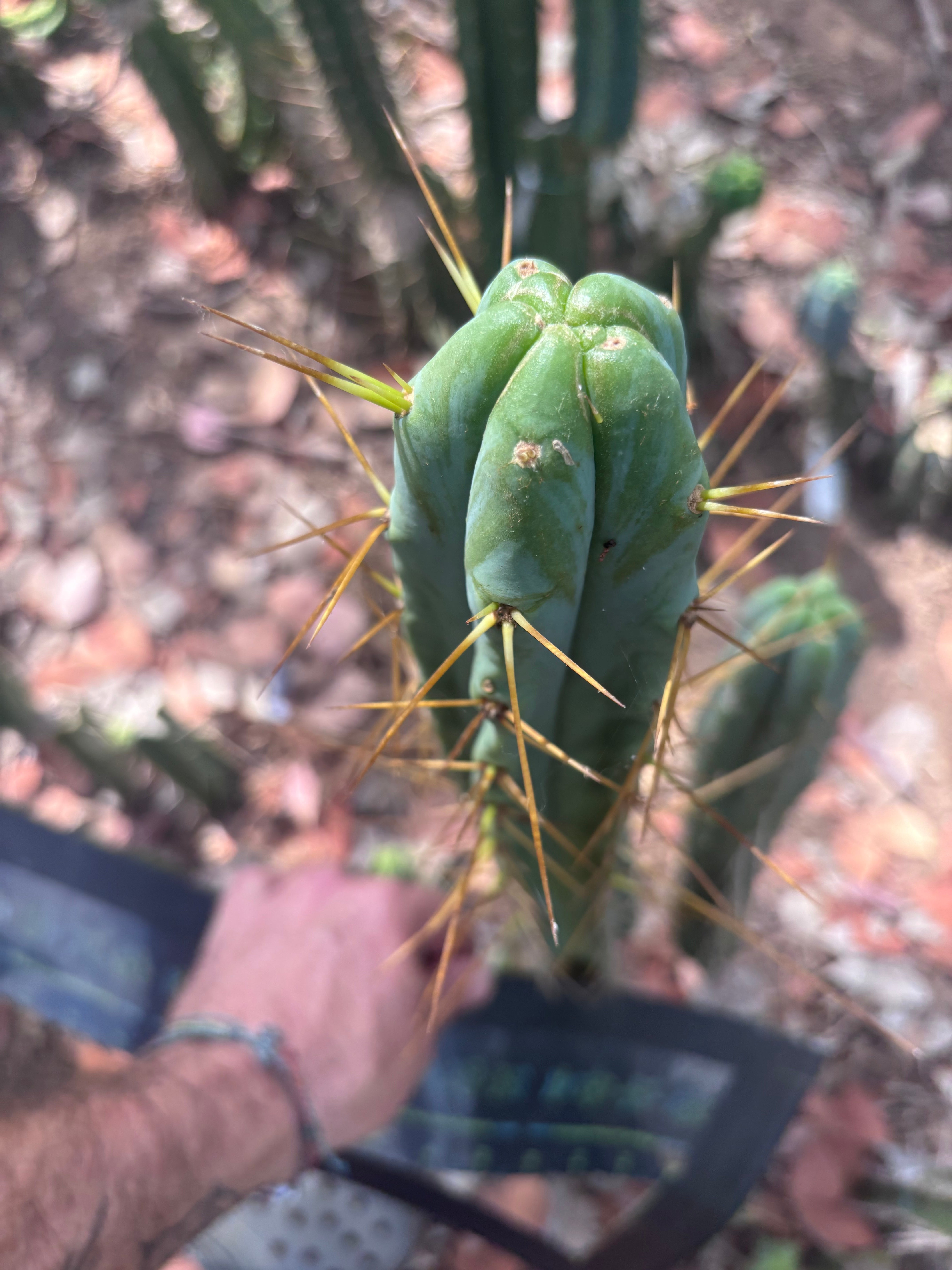 🌶️ Psycho0’ x Sina — 14” Tip