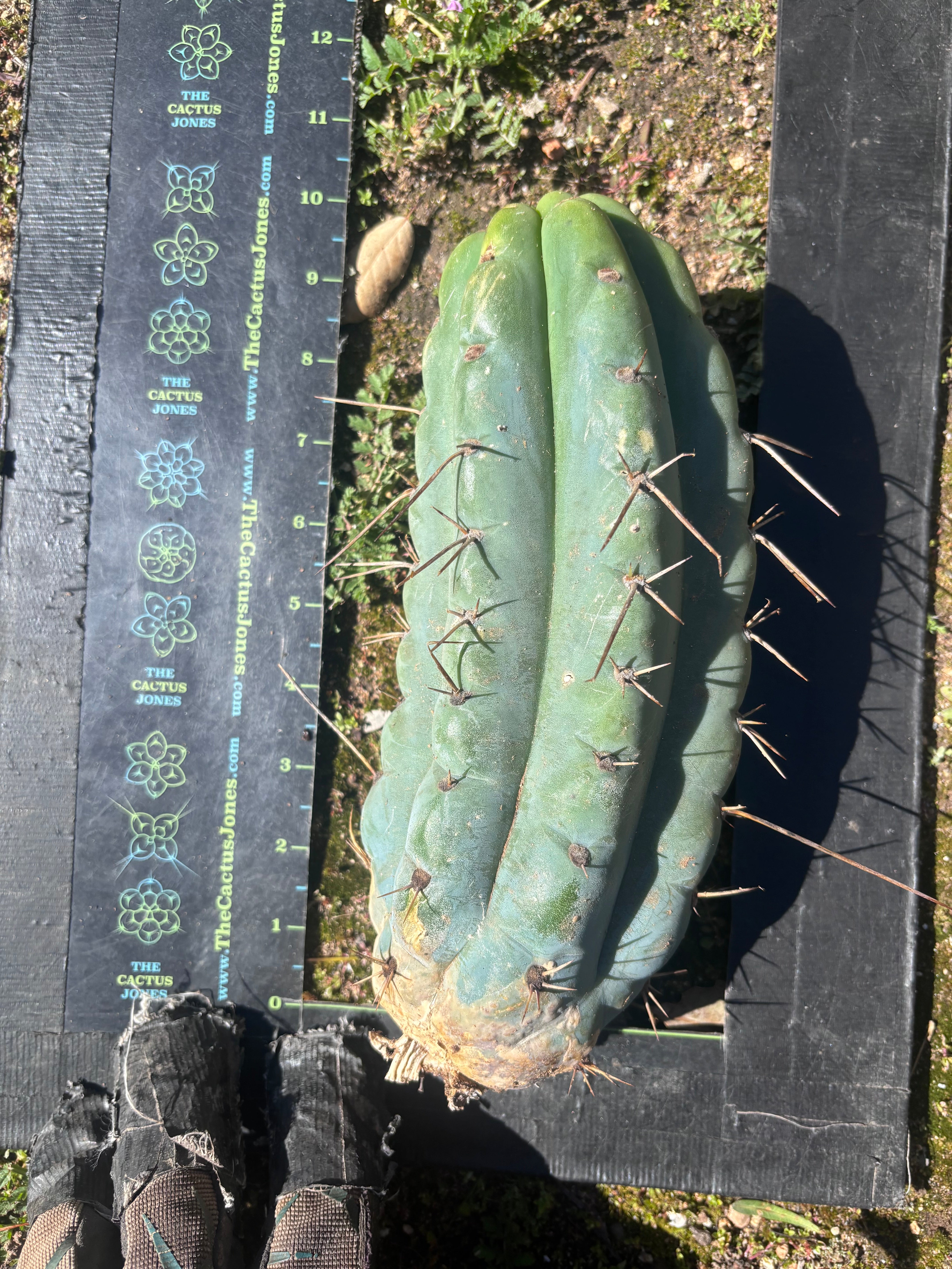 💎🌶️🌶️ NOM — Beefy 10” Pup