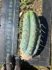 💎🌶️🌶️ NOM — Beefy 10” Pup
