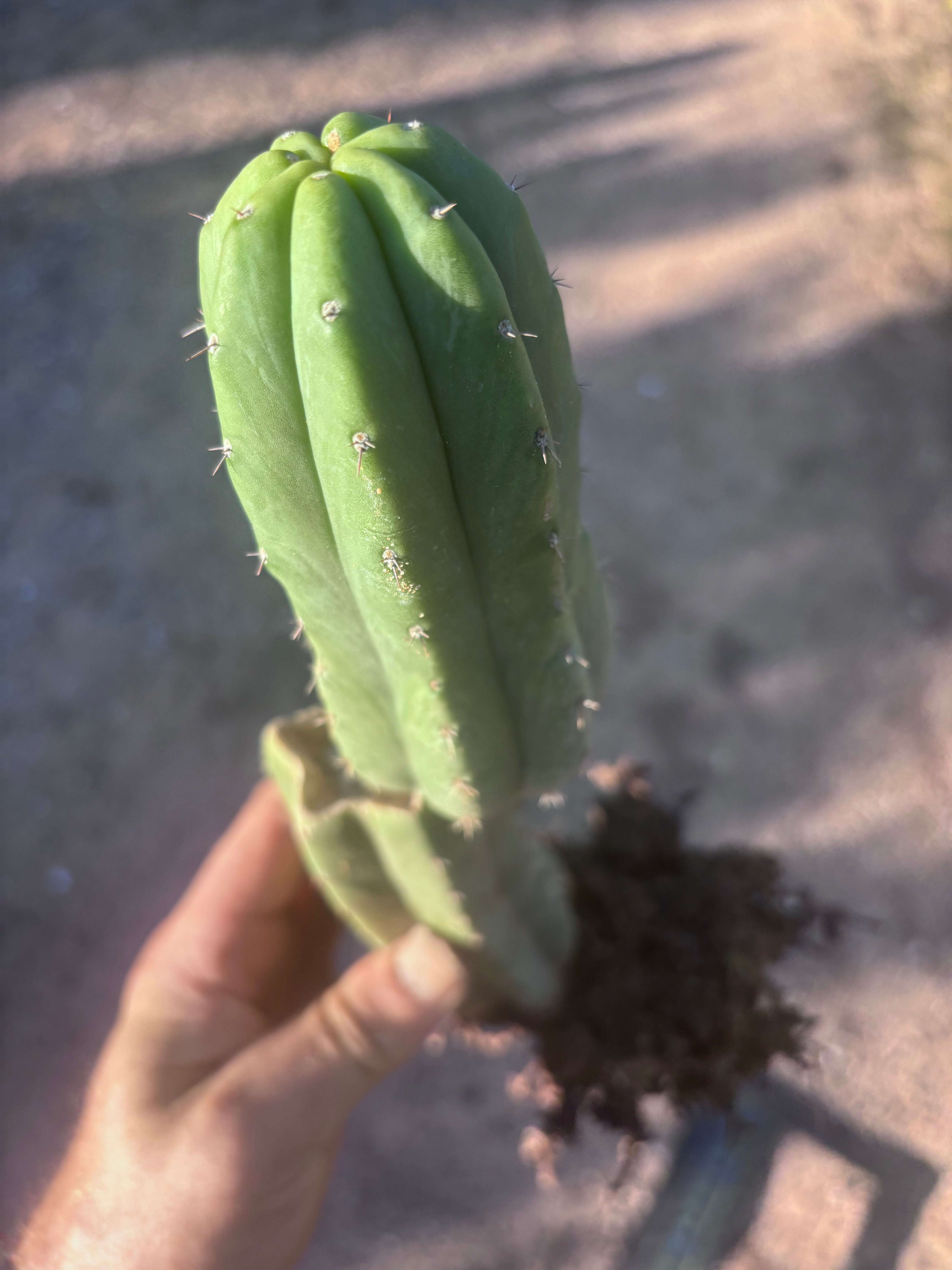 👑🌶️ Genesis — 12” Rooted