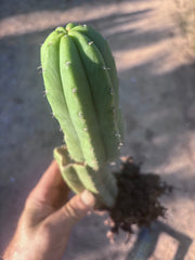 👑🌶️ Genesis — 12” Rooted