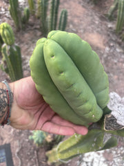 💎👑💎🌶️ Ferah — FAT Melon Pup