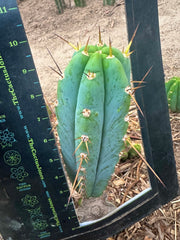 -👑🌶️ Sharina — 10” Pup