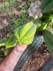 👑🌶️ Davy — 10” Pup