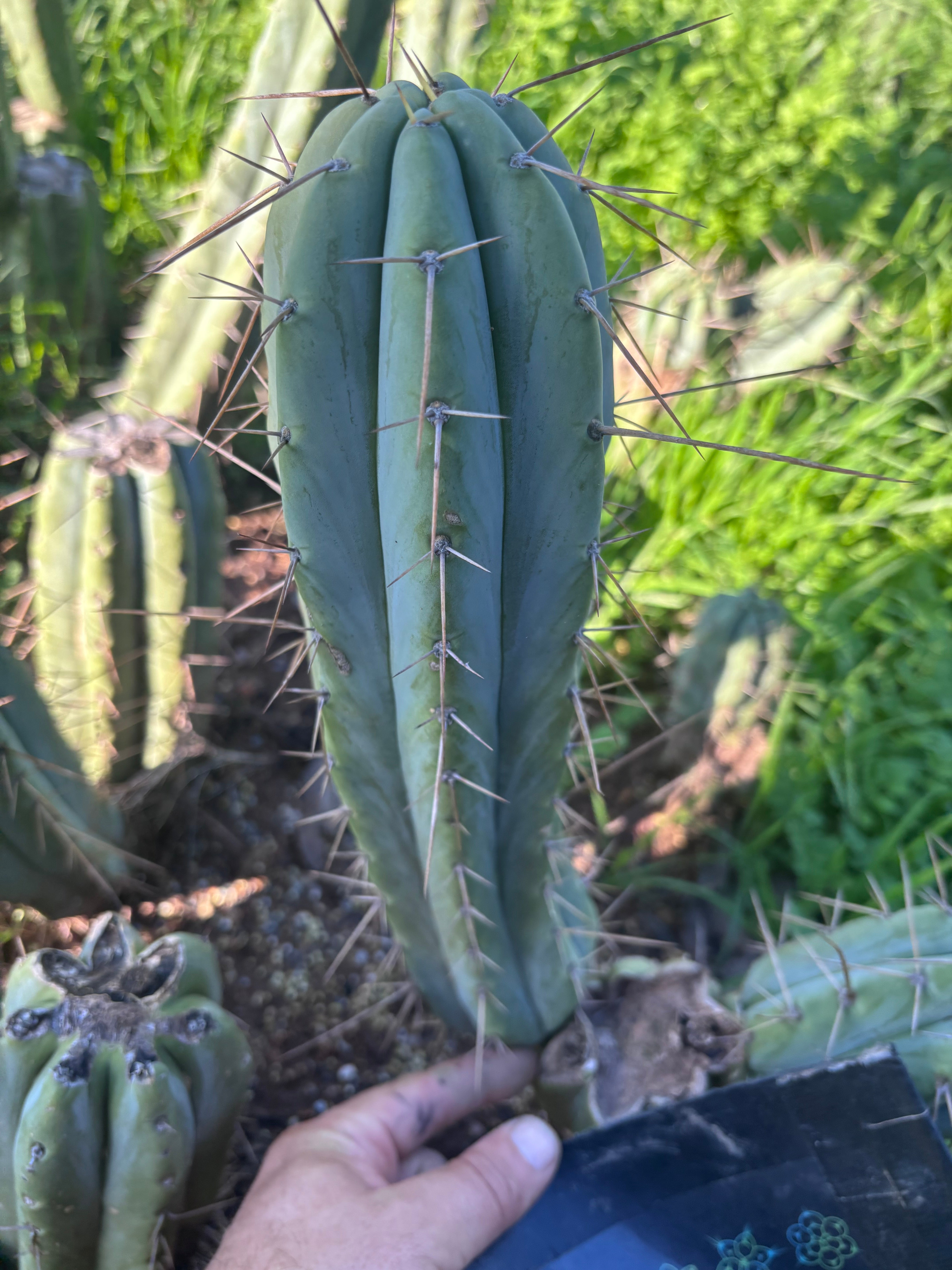 👑🌶️🌶️  Lumberjack — 12” Pup