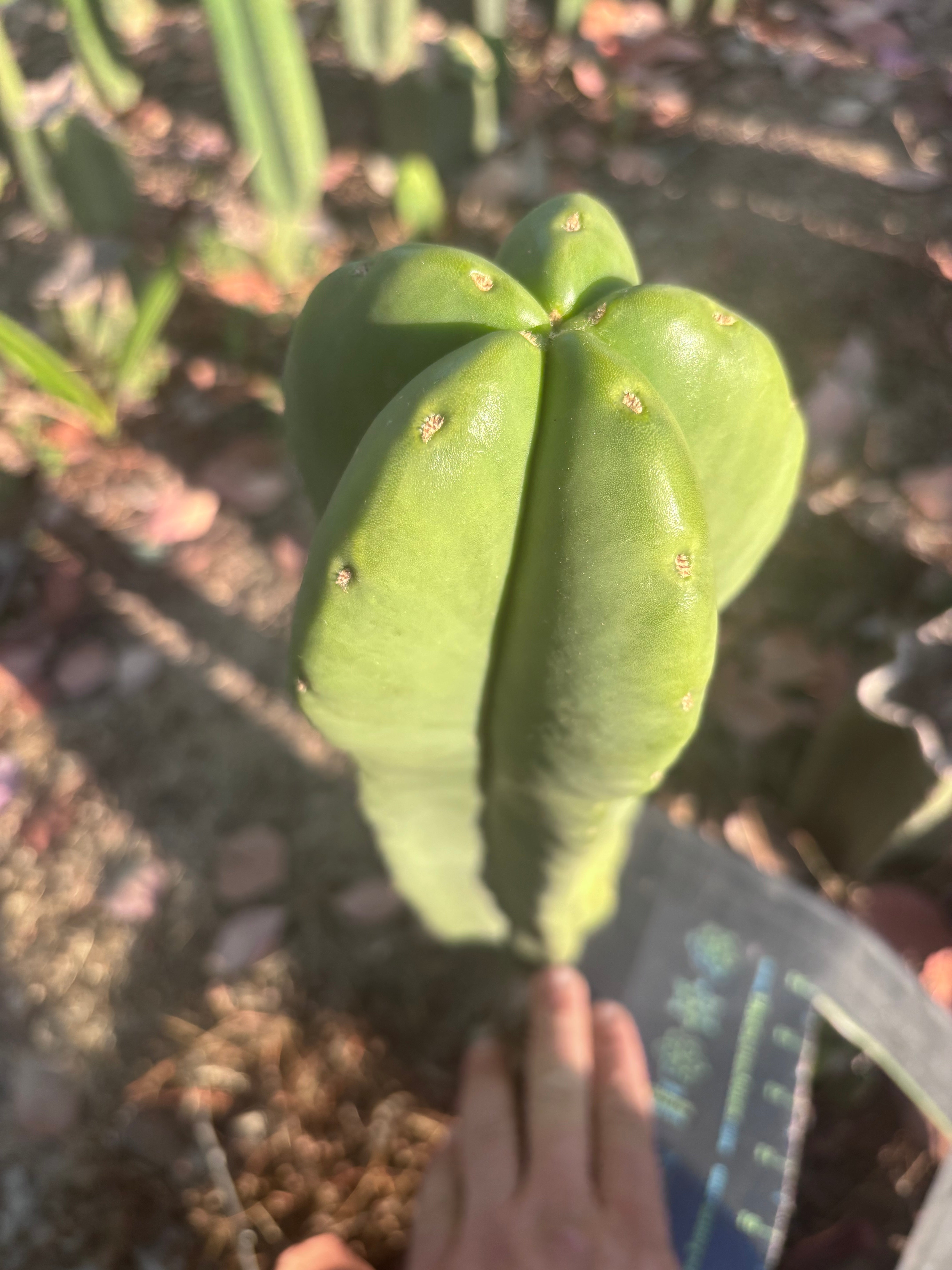 👑🌶️ Zulk — XL FAT 13” Pup