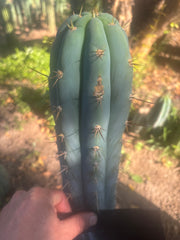 💎👑 Grandfather — 9” Tip